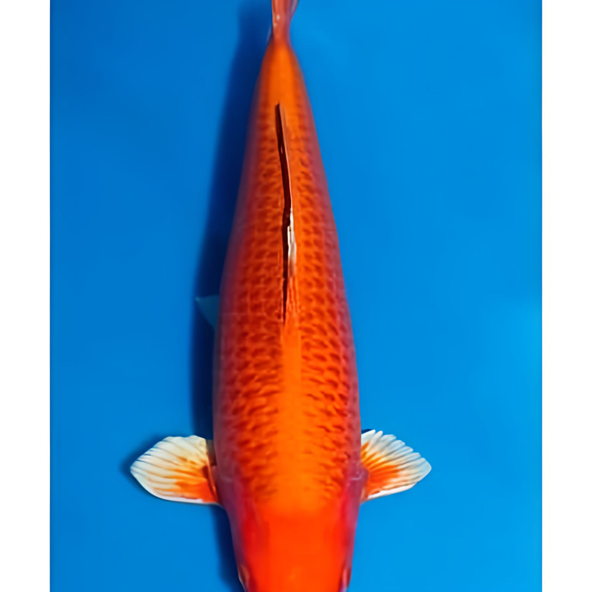 Orenji Ogon - Play It Koi