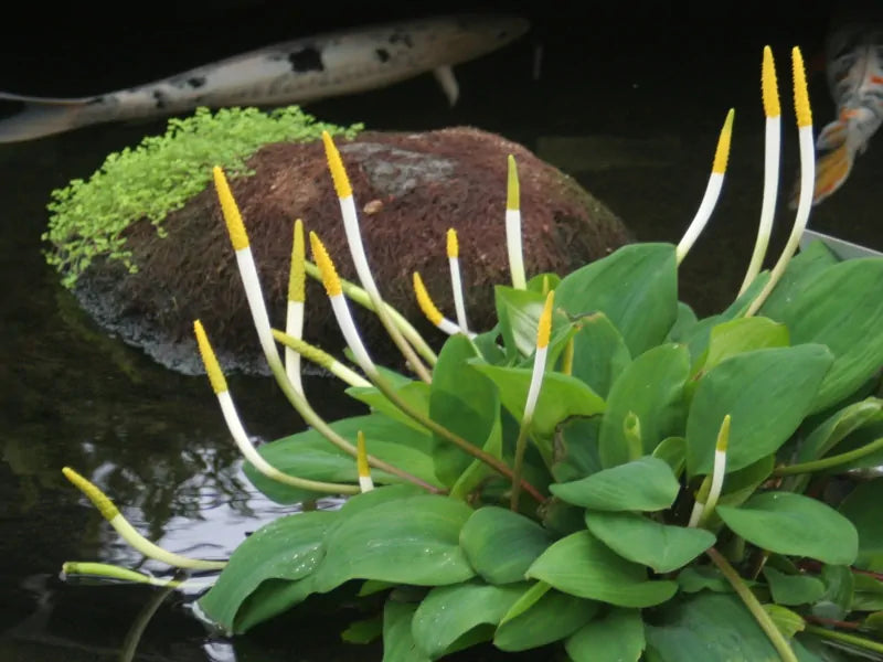 Orontium Aquatium 'Golden Club' (Rễ trần)