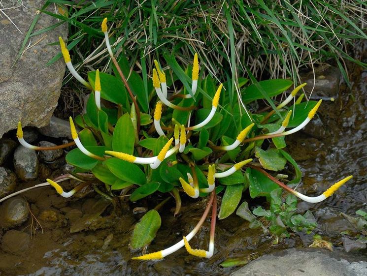 Orontium Aquatium 'Golden Club' (Rễ trần)