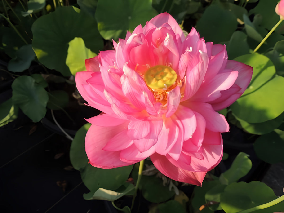 Outstanding Talent Lotus (Bare Root) - Play It Koi