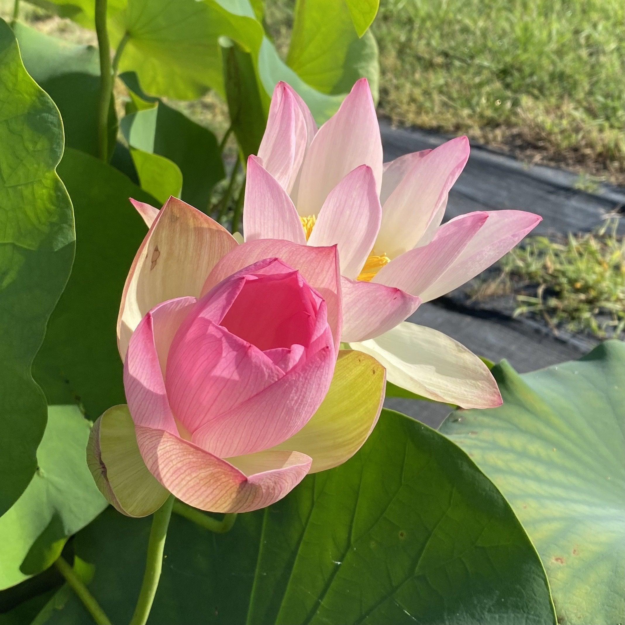 Patricia Garrett Lotus (Bare Root) - Play It Koi