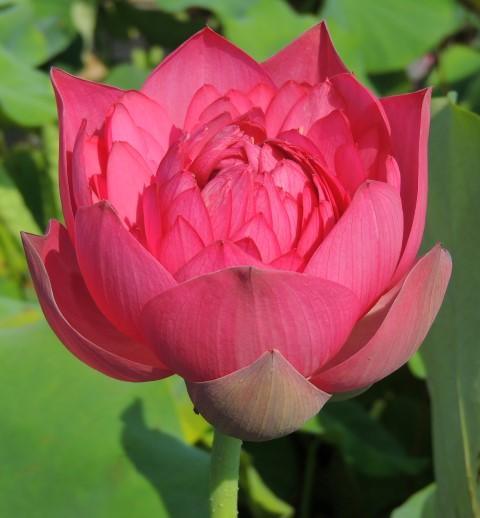 Peach with Raindrops Lotus (Bare Root) - Play It Koi