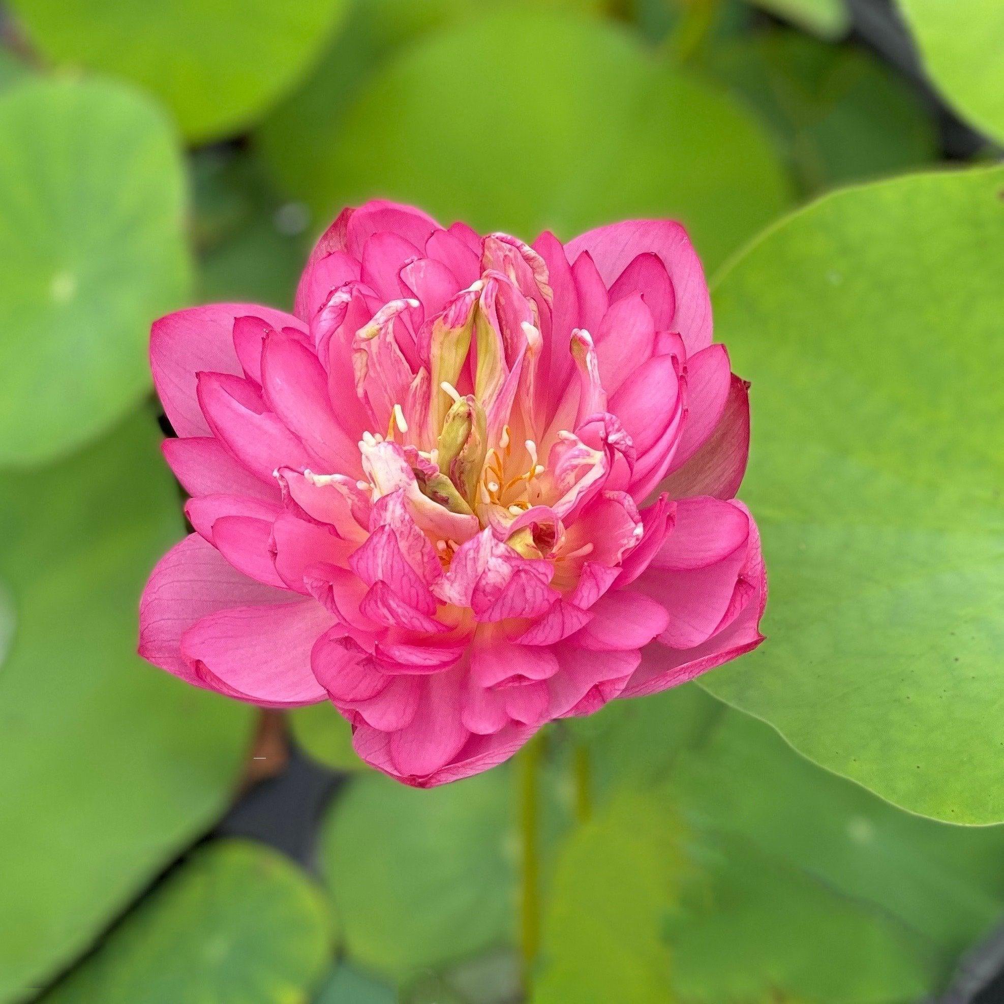 Peach with Raindrops Lotus (Bare Root) - Play It Koi