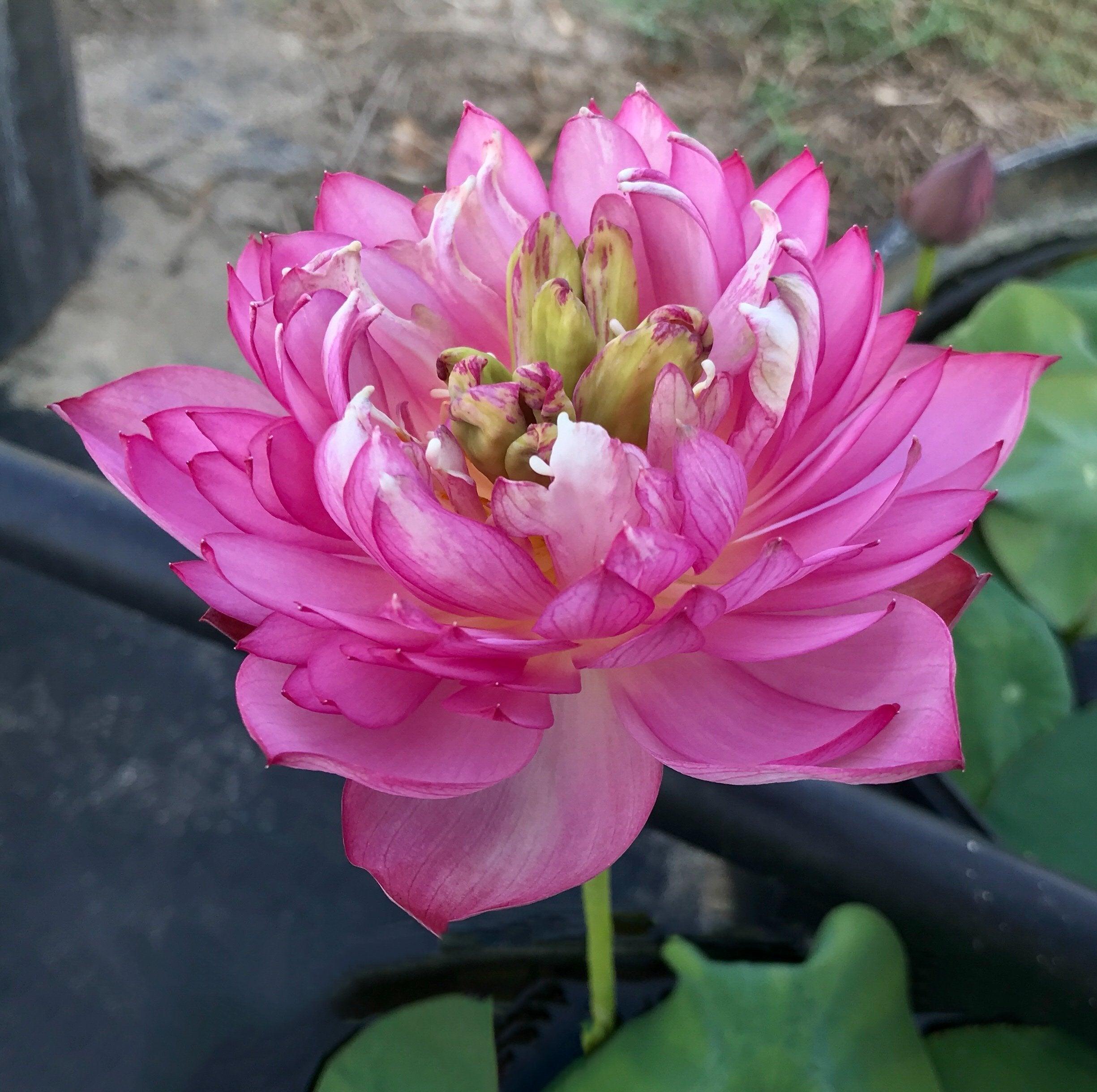 Pearls on a Red Plate -Super Bloomer Lotus (Bare Root) - Play It Koi