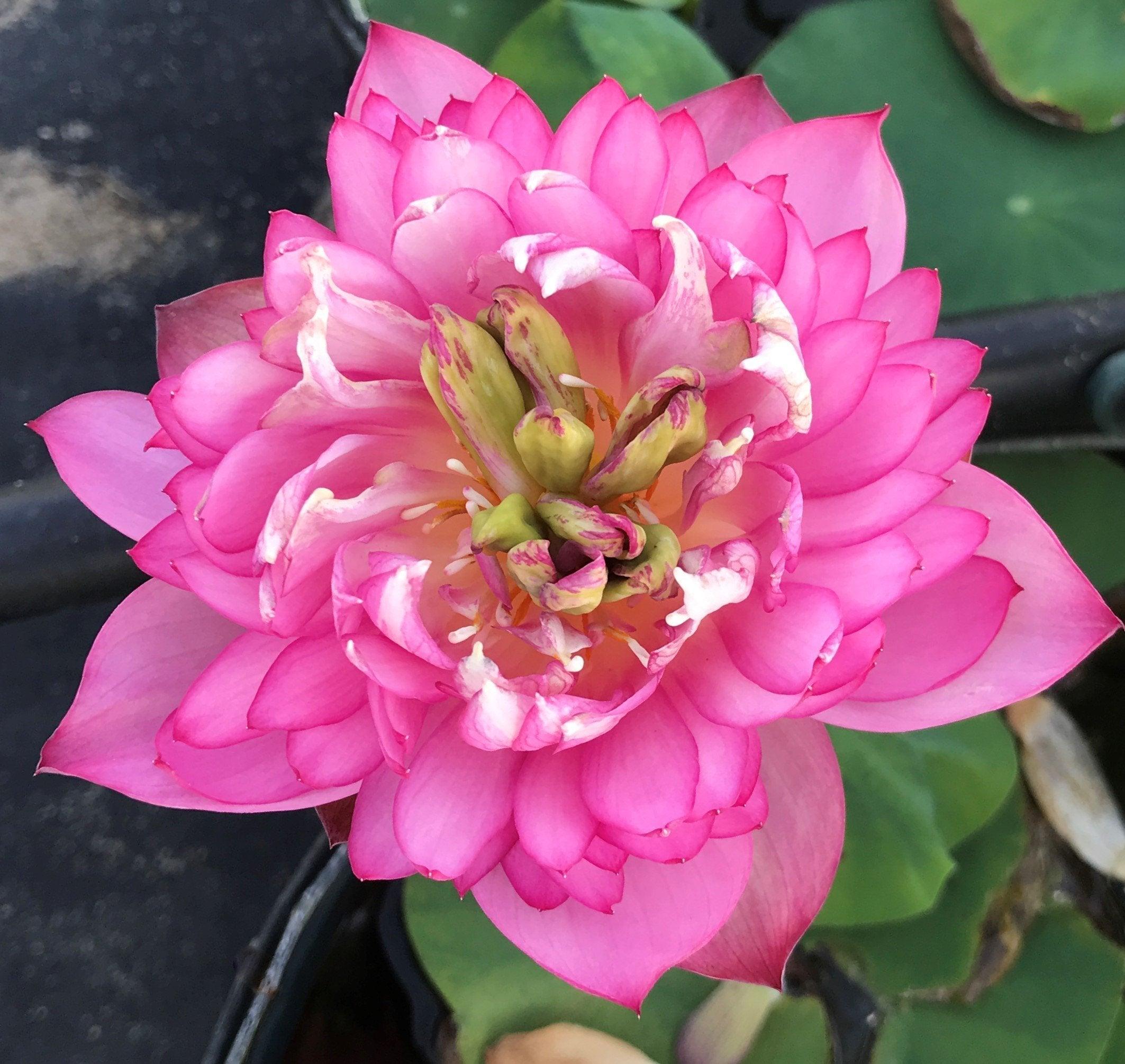 Pearls on a Red Plate -Super Bloomer Lotus (Bare Root) - Play It Koi