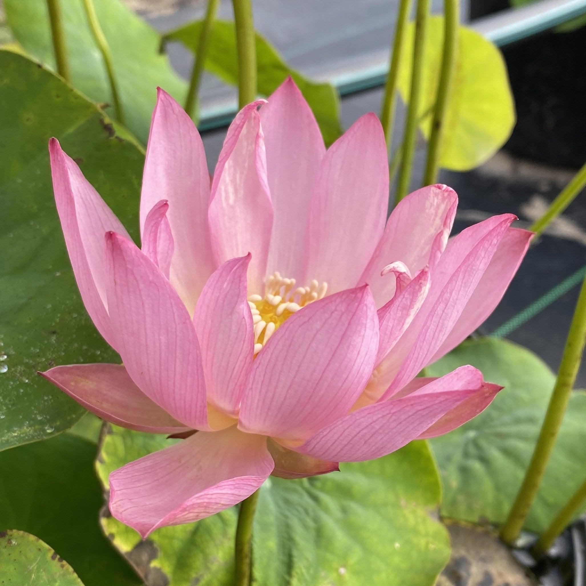 PeeBee Pink - Mini Pink Perfection Lotus (Bare Root) - Play It Koi