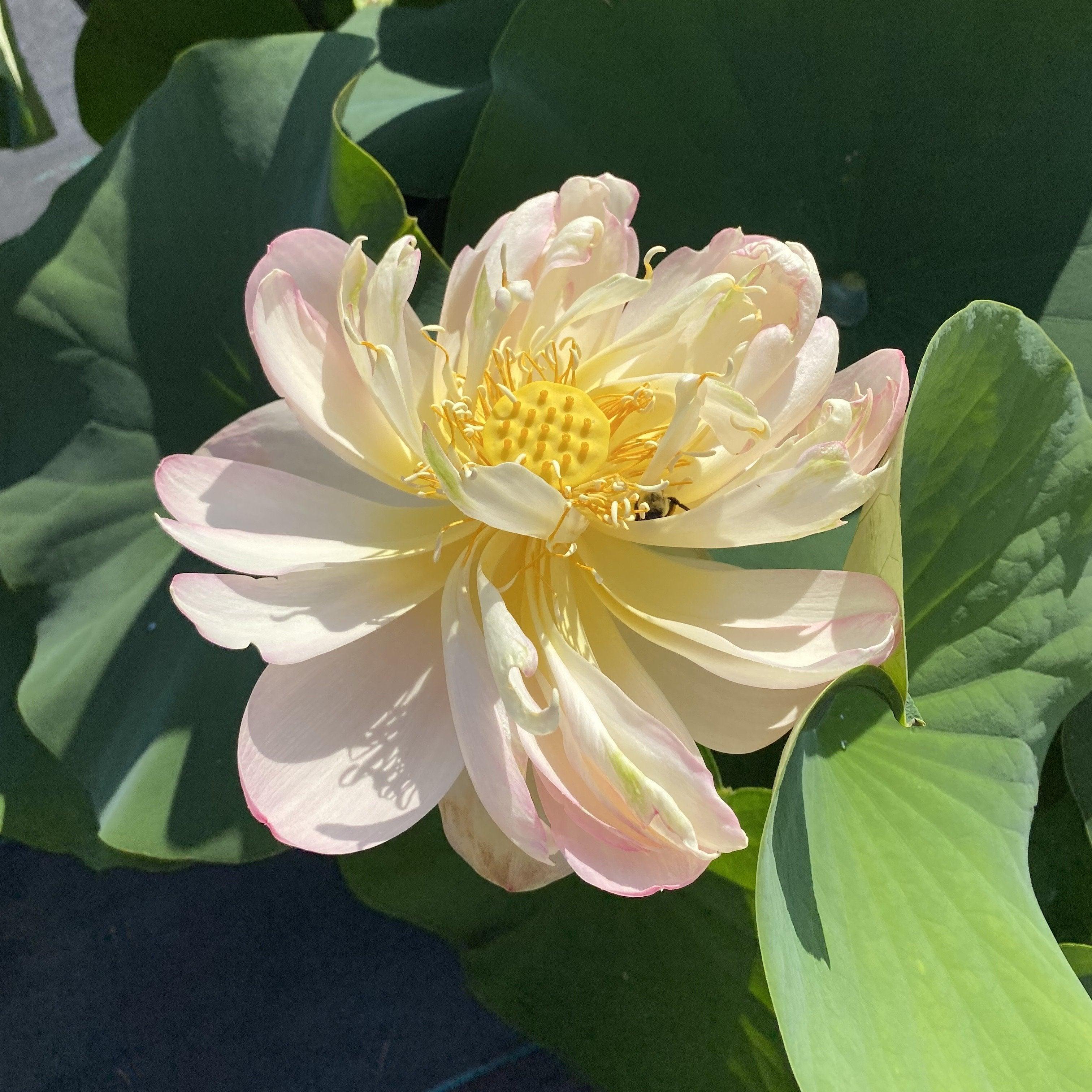 Perry's Super Star Lotus (Bare Root) - Play It Koi