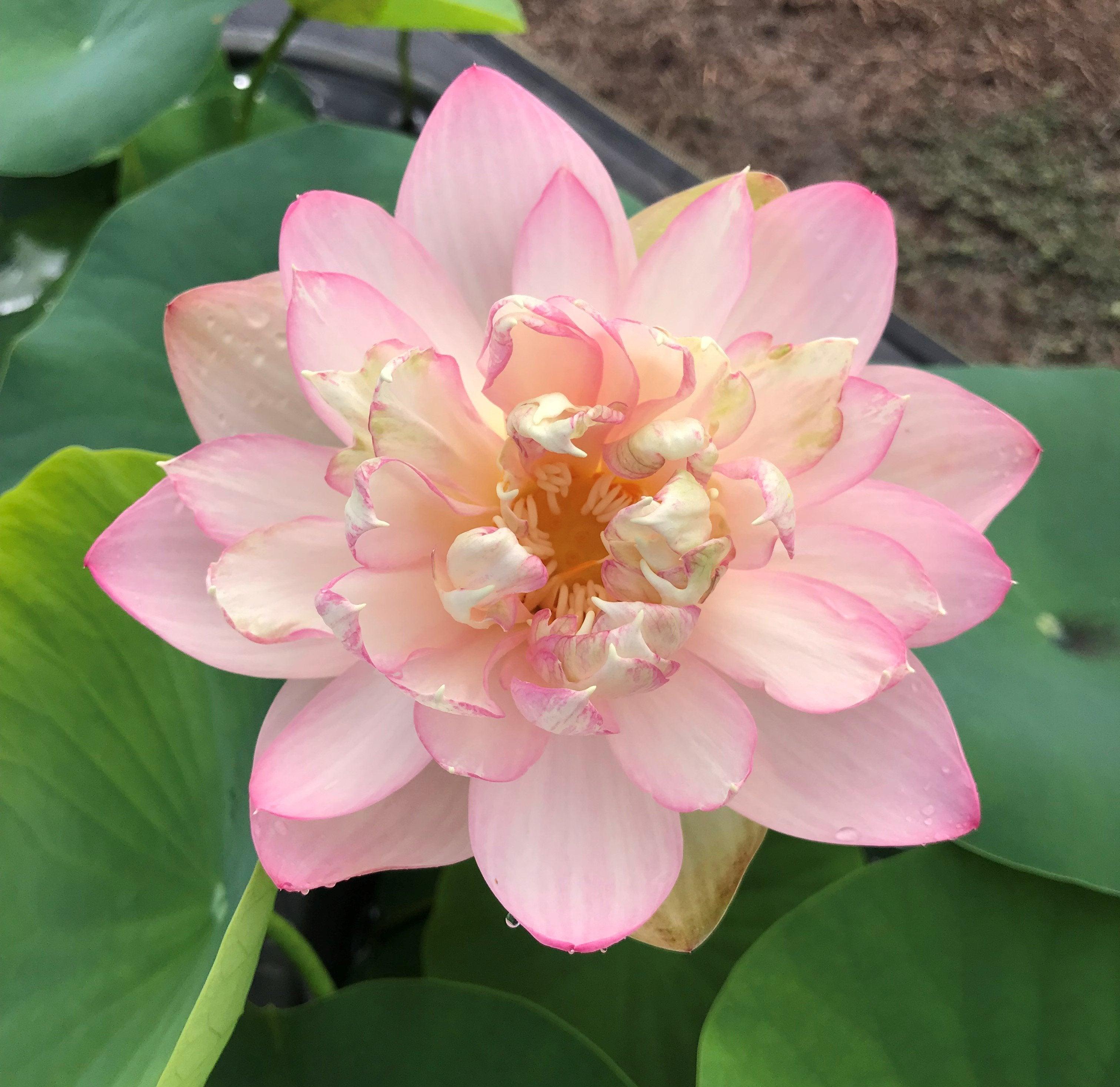 Perry's Super Star Lotus (Bare Root) - Play It Koi