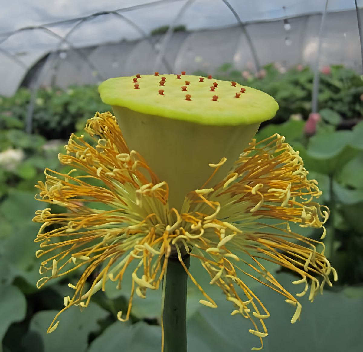 Hoa sen khổng lồ Perry Sunburst (Rễ trần)