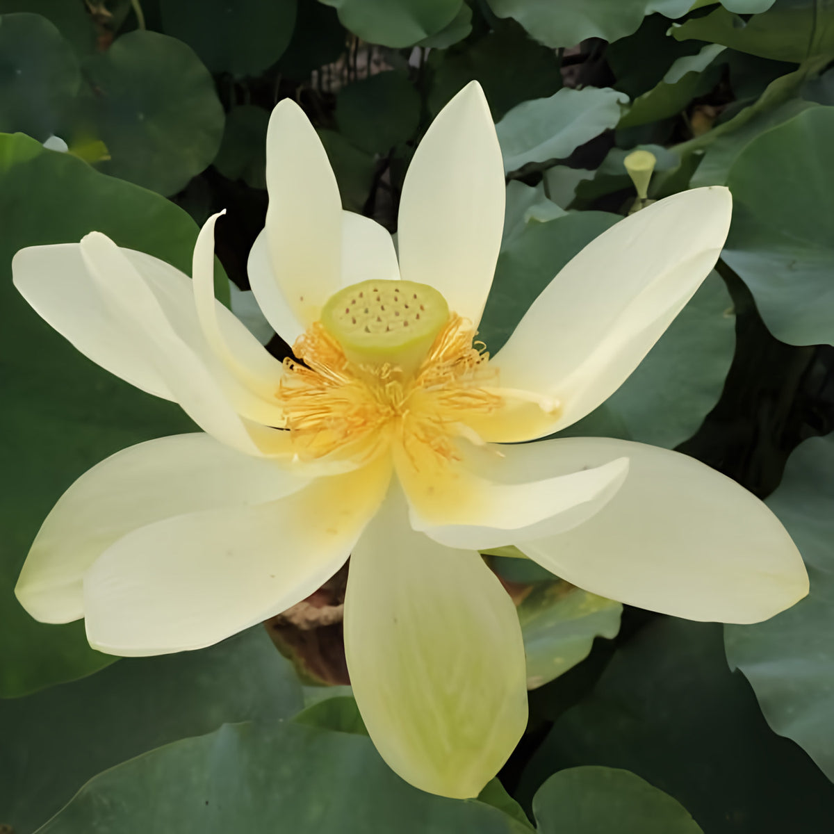 Hoa sen khổng lồ Perry Sunburst (Rễ trần)