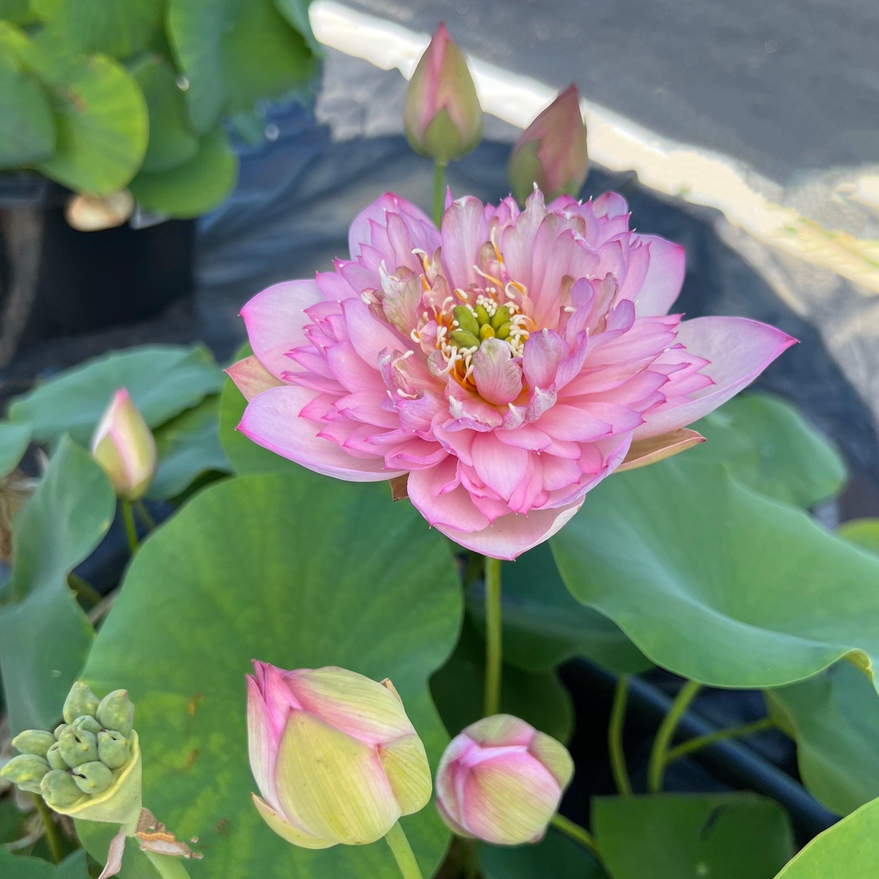 Piano Boy Mini Lotus Lotus (Bare Root) - Play It Koi