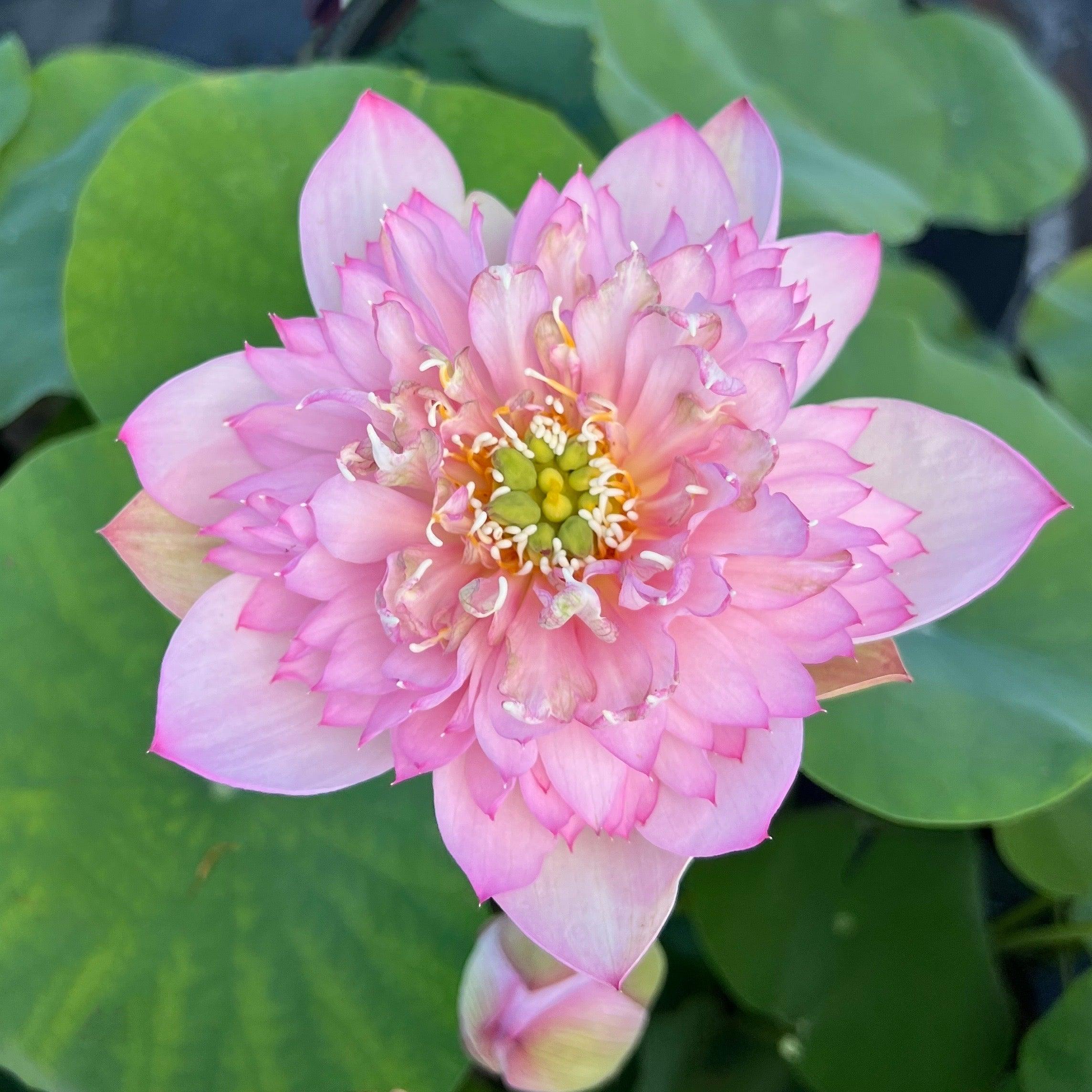 Piano Boy Mini Lotus Lotus (Bare Root) - Play It Koi