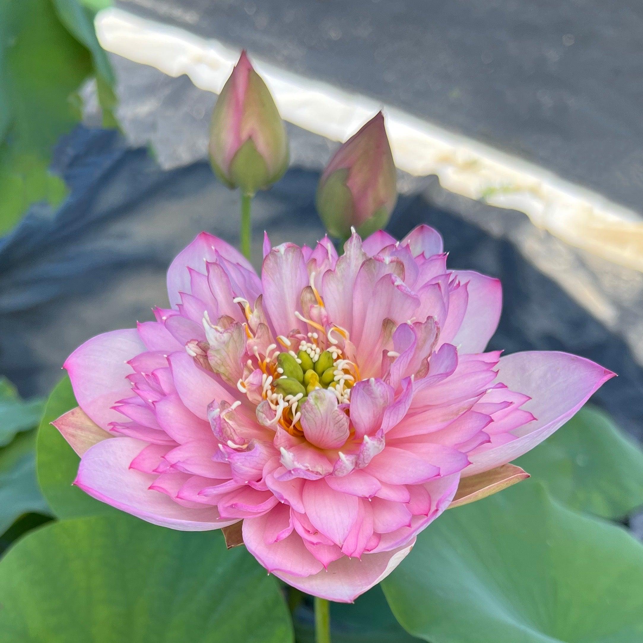 Piano Boy Mini Lotus Lotus (Bare Root) - Play It Koi