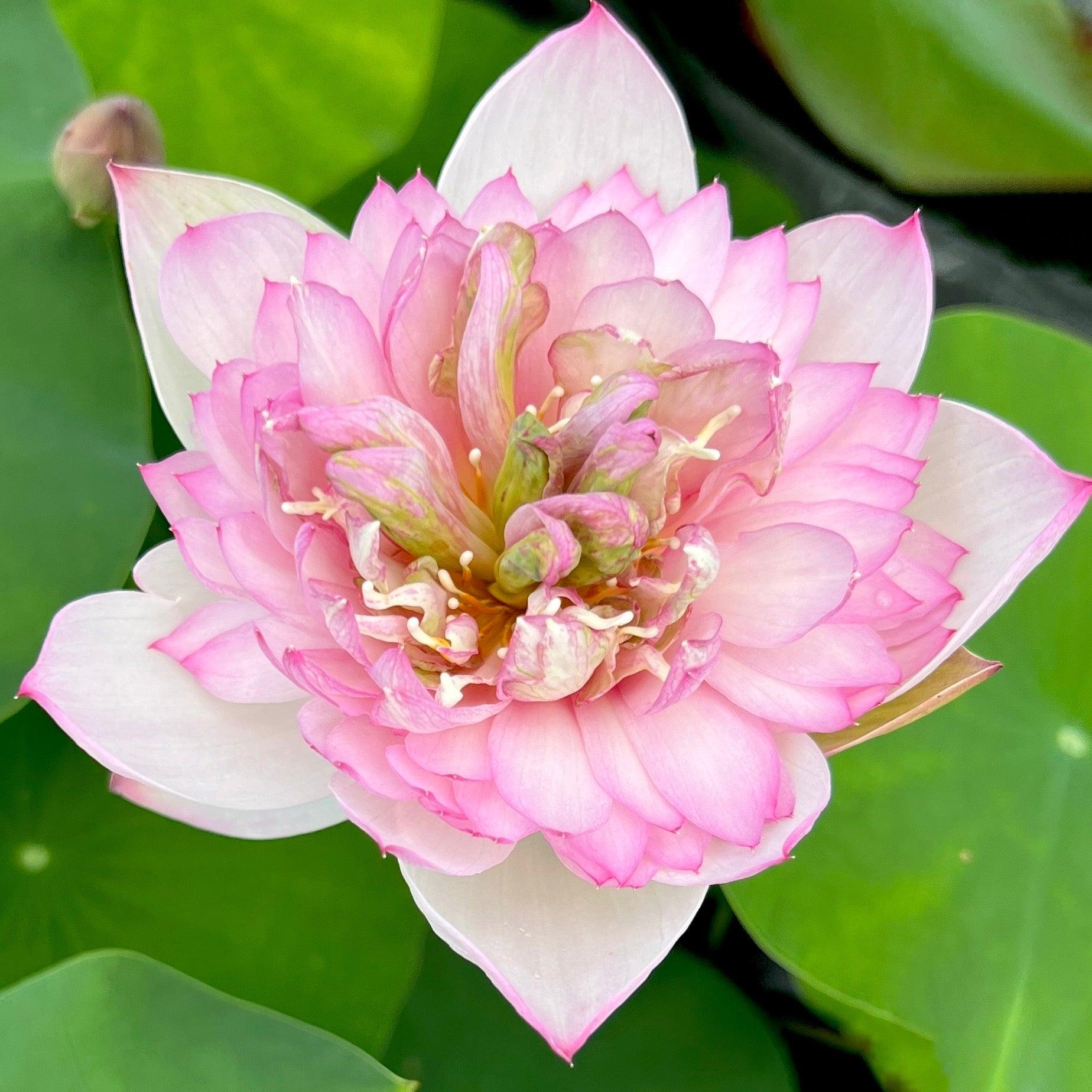 Piano Boy Mini Lotus Lotus (Bare Root) - Play It Koi