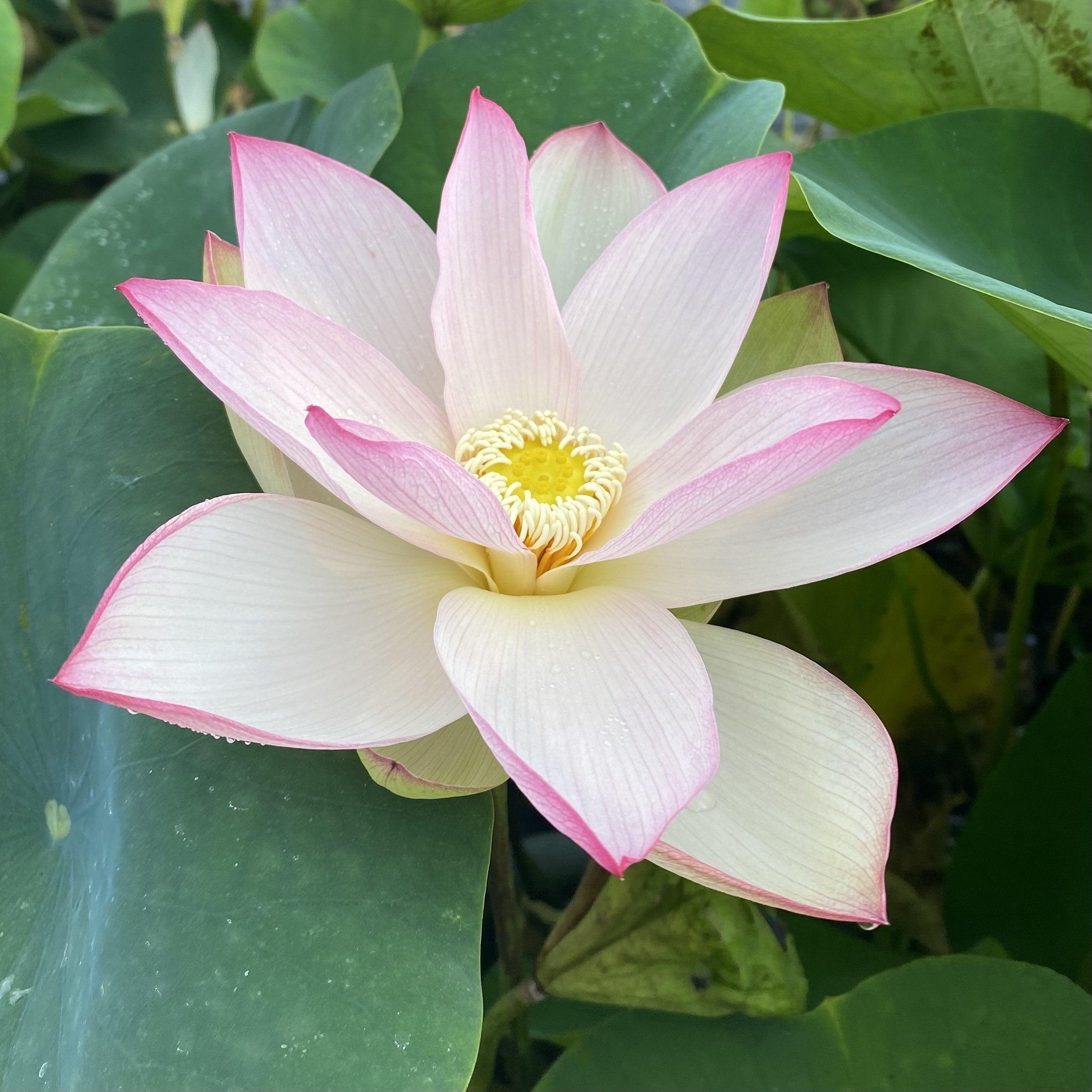 lotus air plant Piano Melody