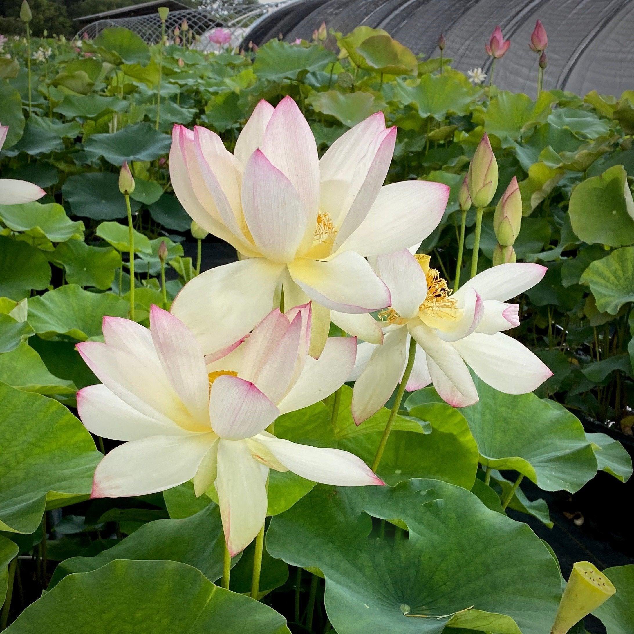 Piano Melody - Music in the Air Lotus (Bare Root) - Play It Koi