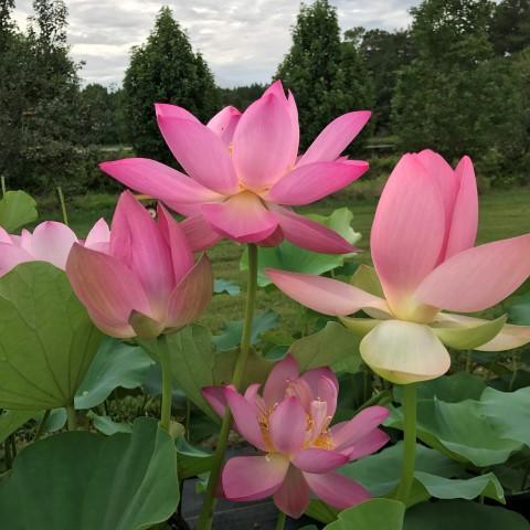 DAC_Pink Lotus deals