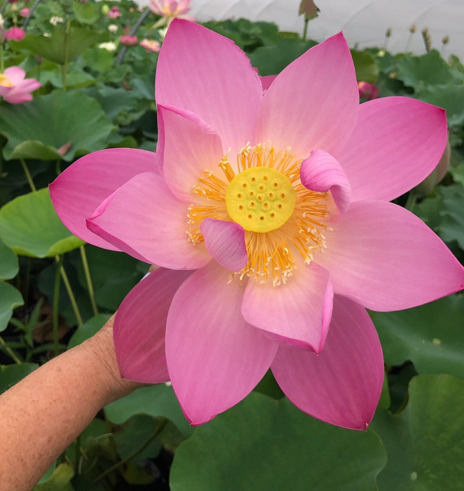 Pink-A-Licious - Sizzling Hot Pink Lotus (Bare Root) - Play It Koi