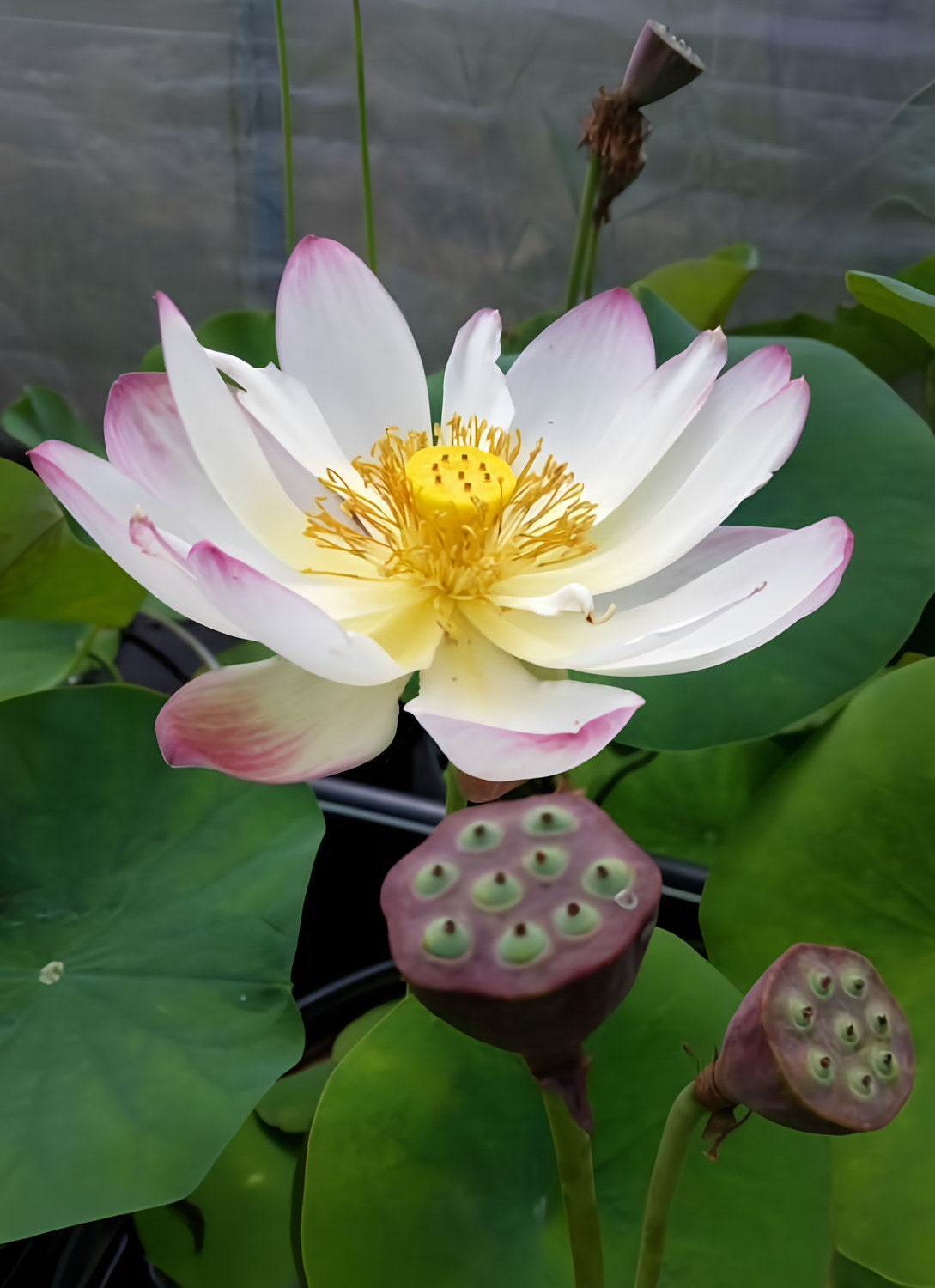 Pink and Gold - Classic Perfection Lotus (Bare Root) - Play It Koi