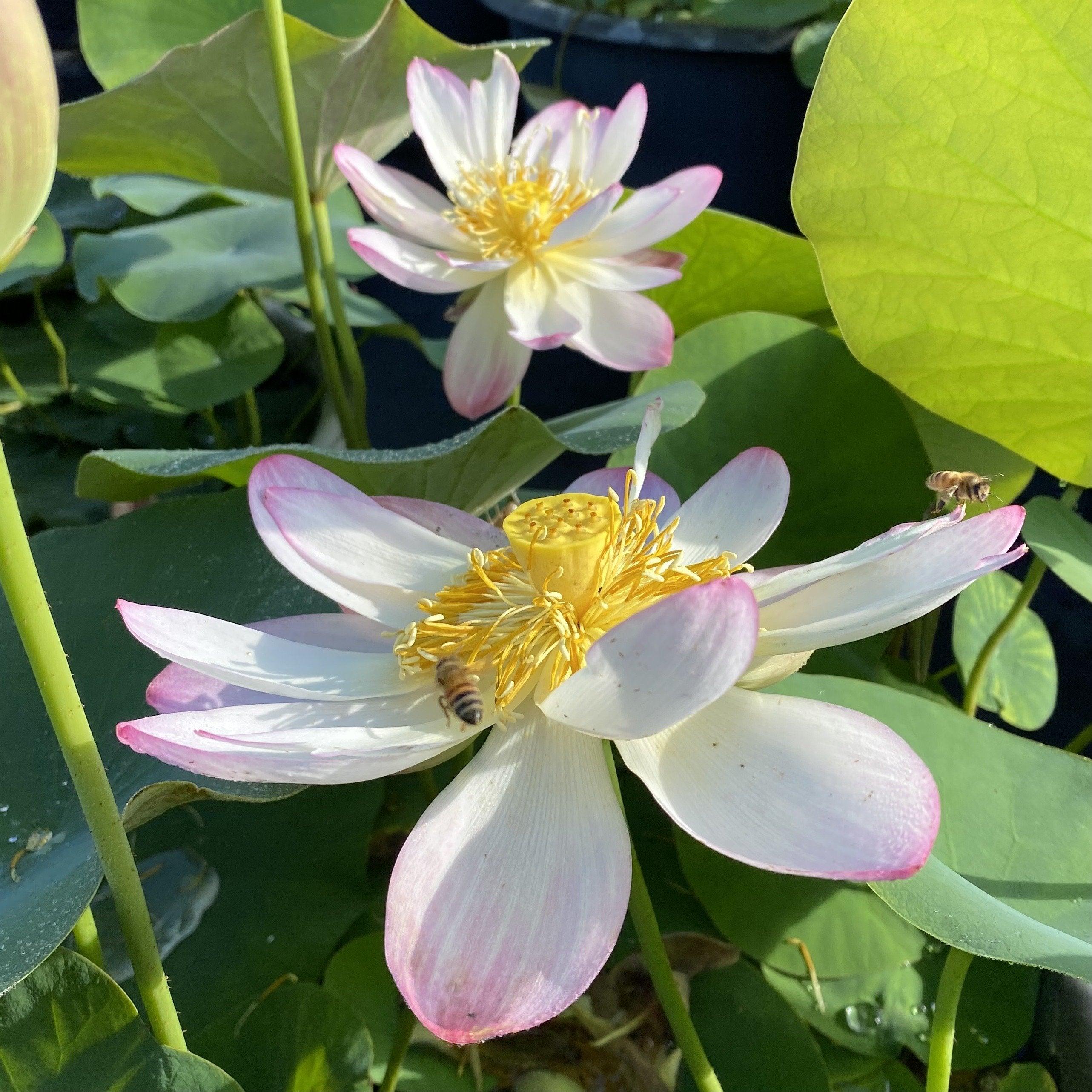Pink and Gold - Classic Perfection Lotus (Bare Root) - Play It Koi