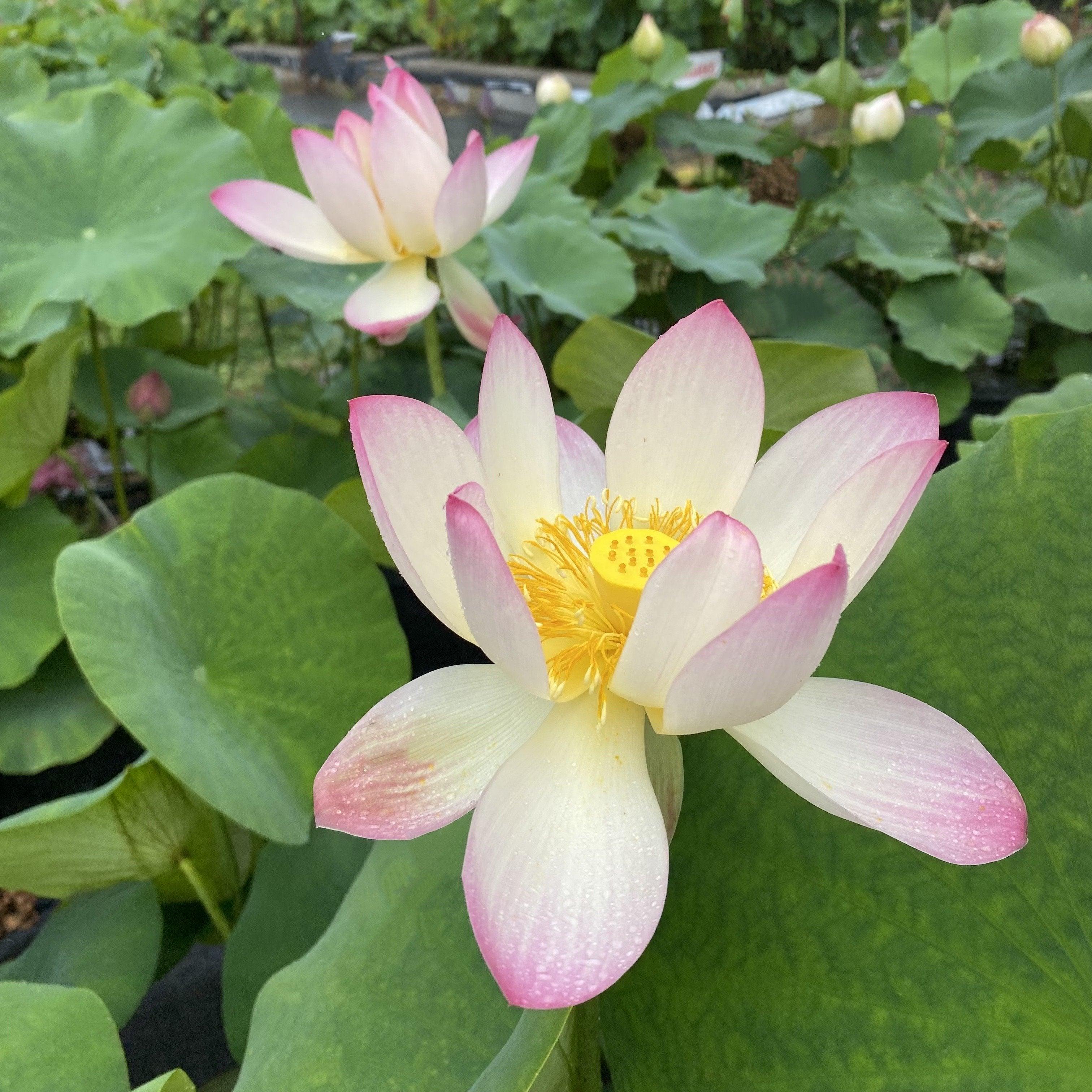 Pink and Gold - Classic Perfection Lotus (Bare Root) - Play It Koi