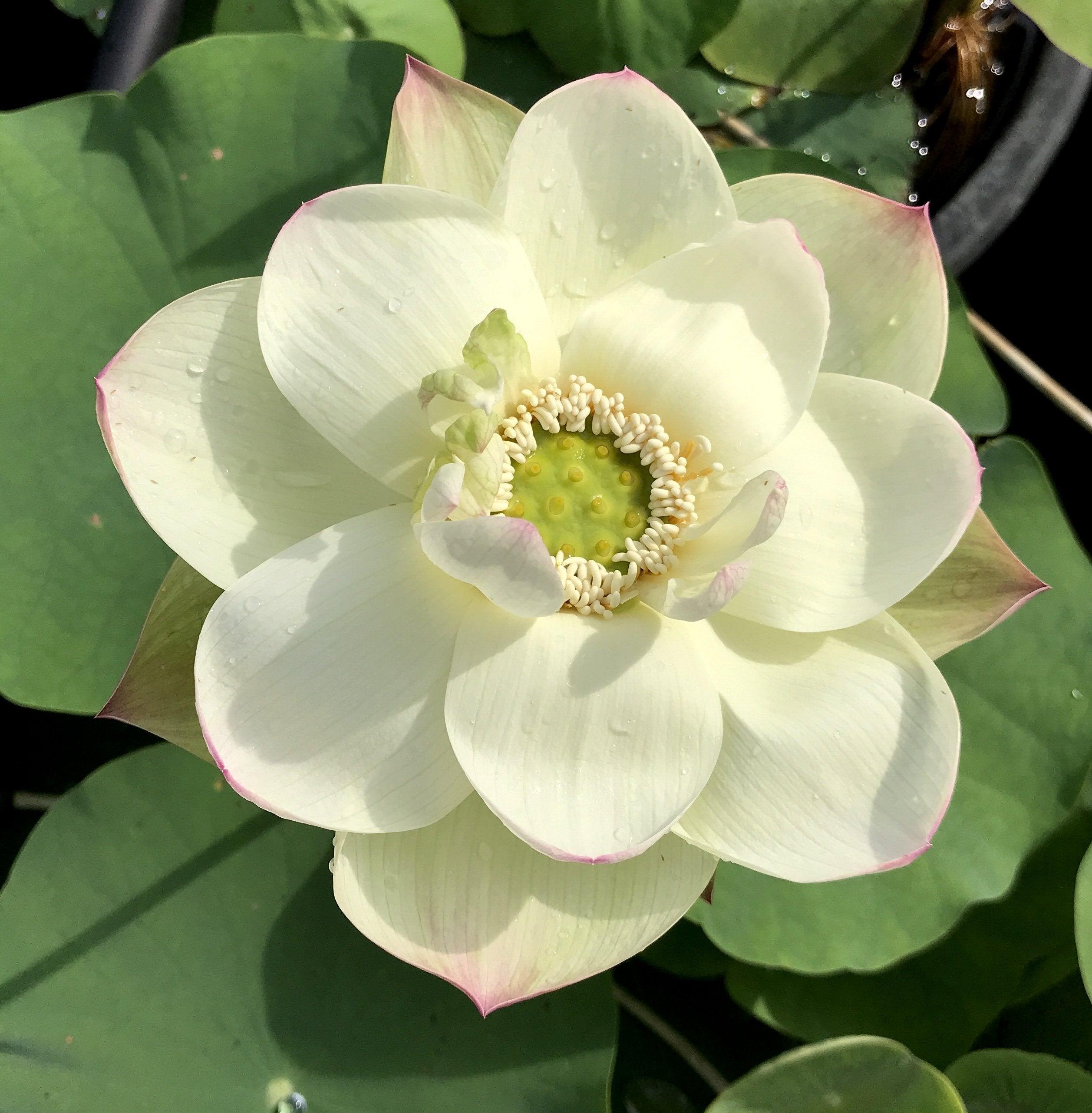 Pink Beauty - Green Petals Lotus (Bare Root) - Play It Koi