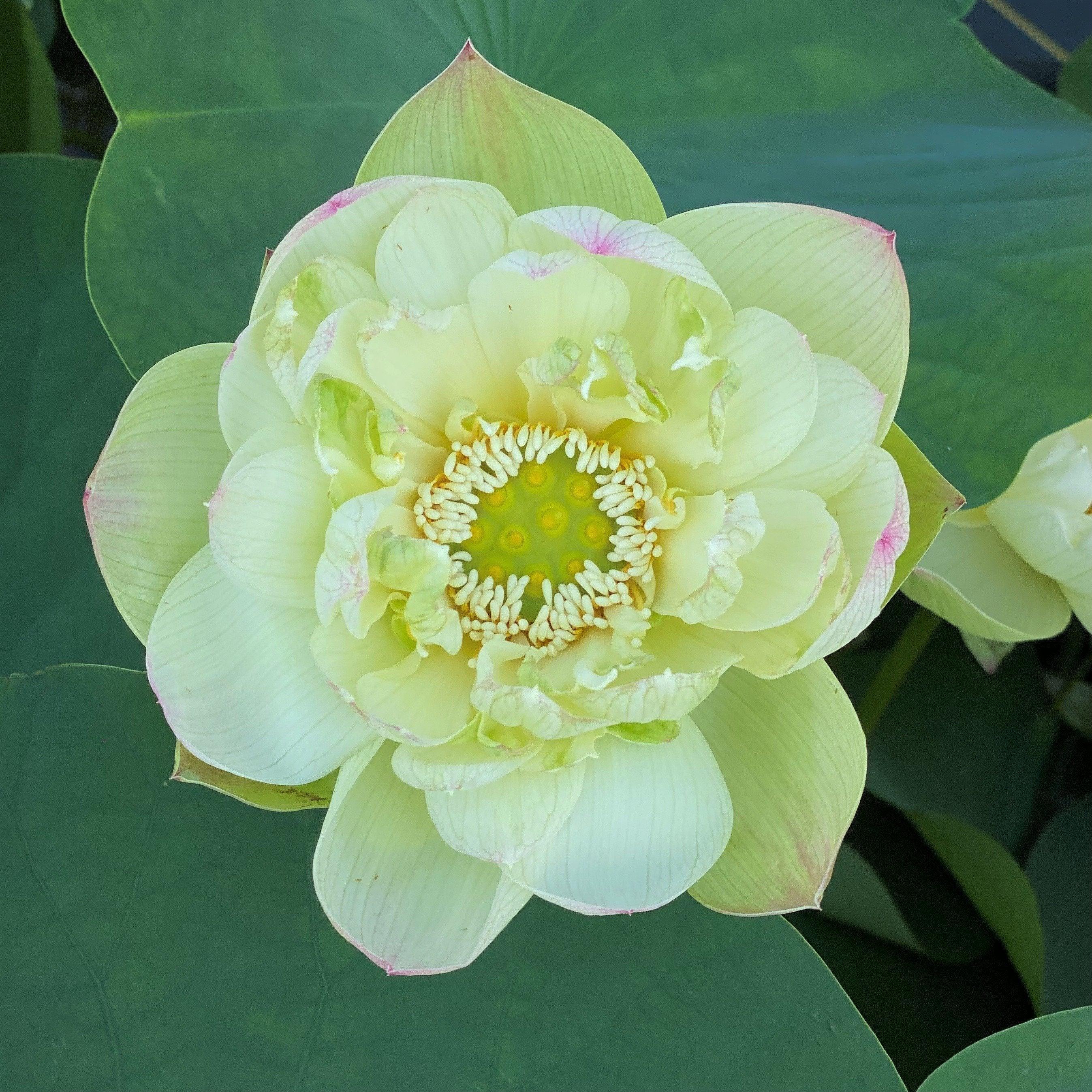 Pink Beauty - Green Petals Lotus (Bare Root) - Play It Koi