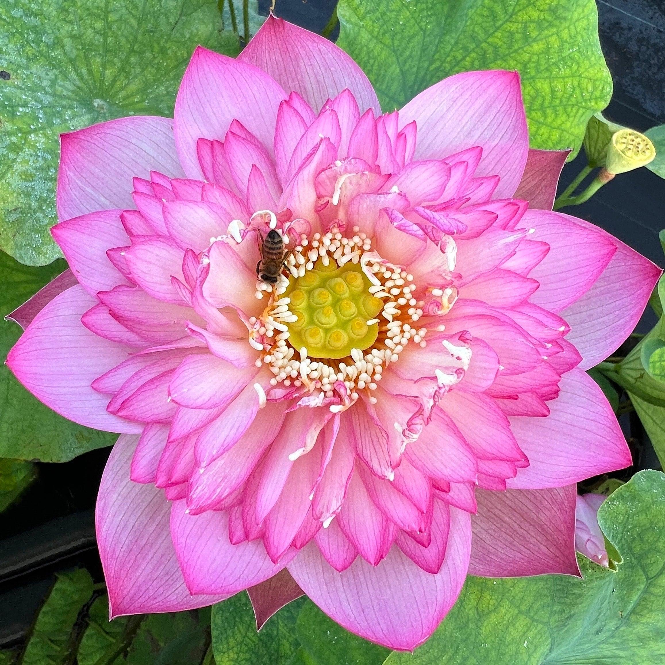 Pink Lady - Loaded with Flowers Lotus (Bare Root) - Play It Koi