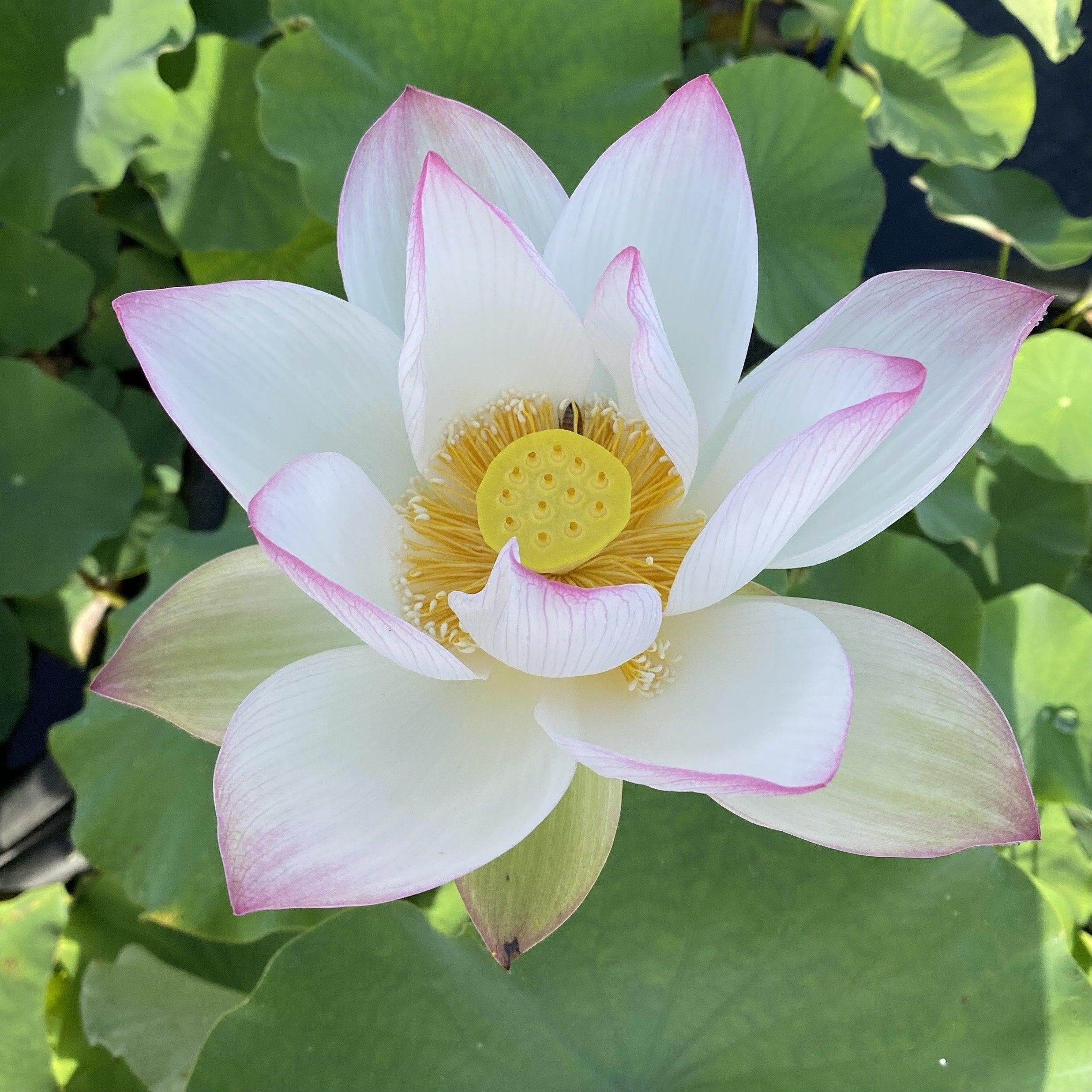 Pink Lips Lotus (Bare Root) - Play It Koi