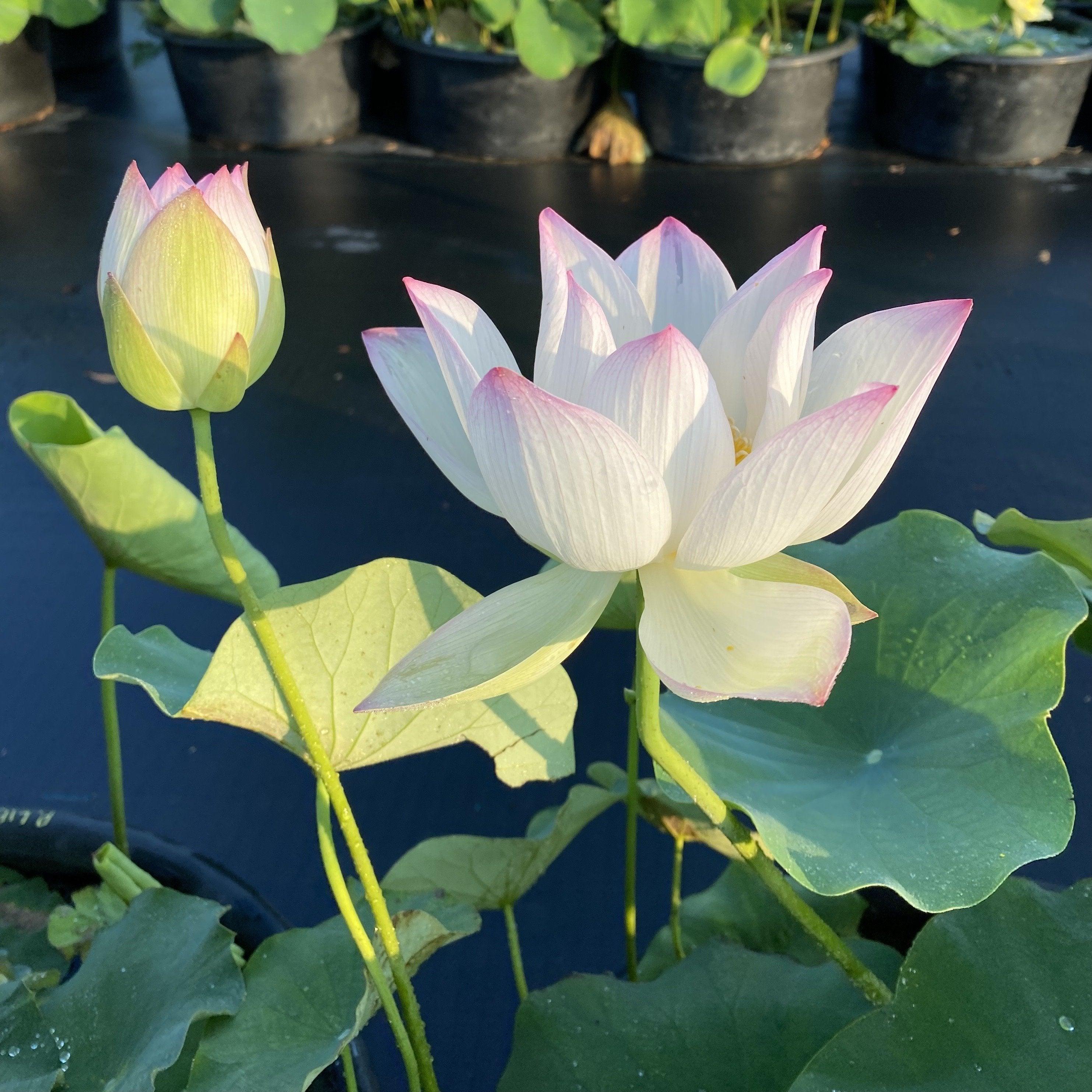 Pink Lips Lotus (Bare Root) - Play It Koi