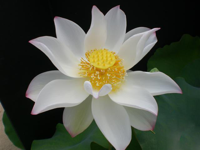 Pink Lips Lotus (Bare Root) - Play It Koi