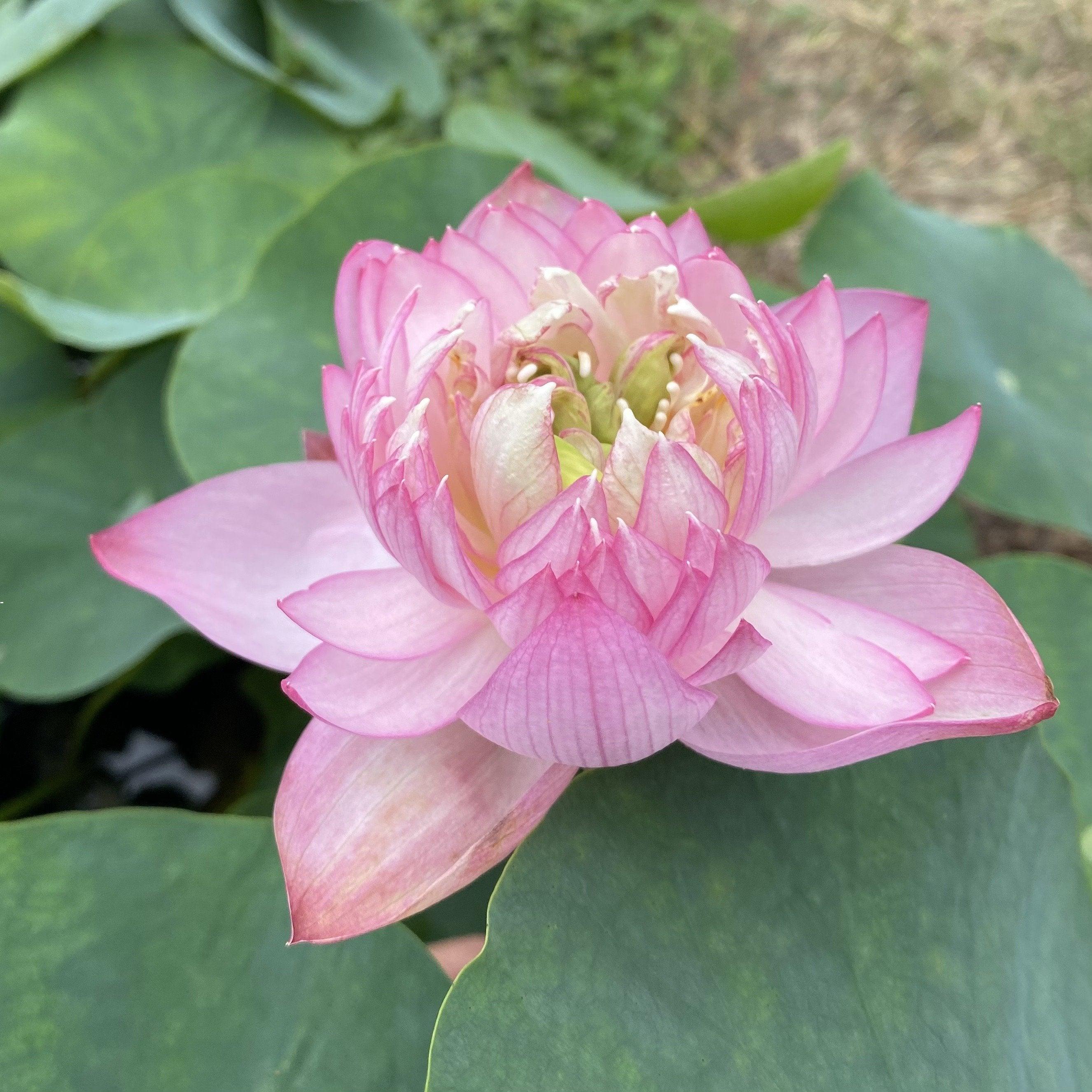 Pink Pixie - A Mini Sprinkle of Fairy Dust Lotus (Bare Root) - Play It Koi