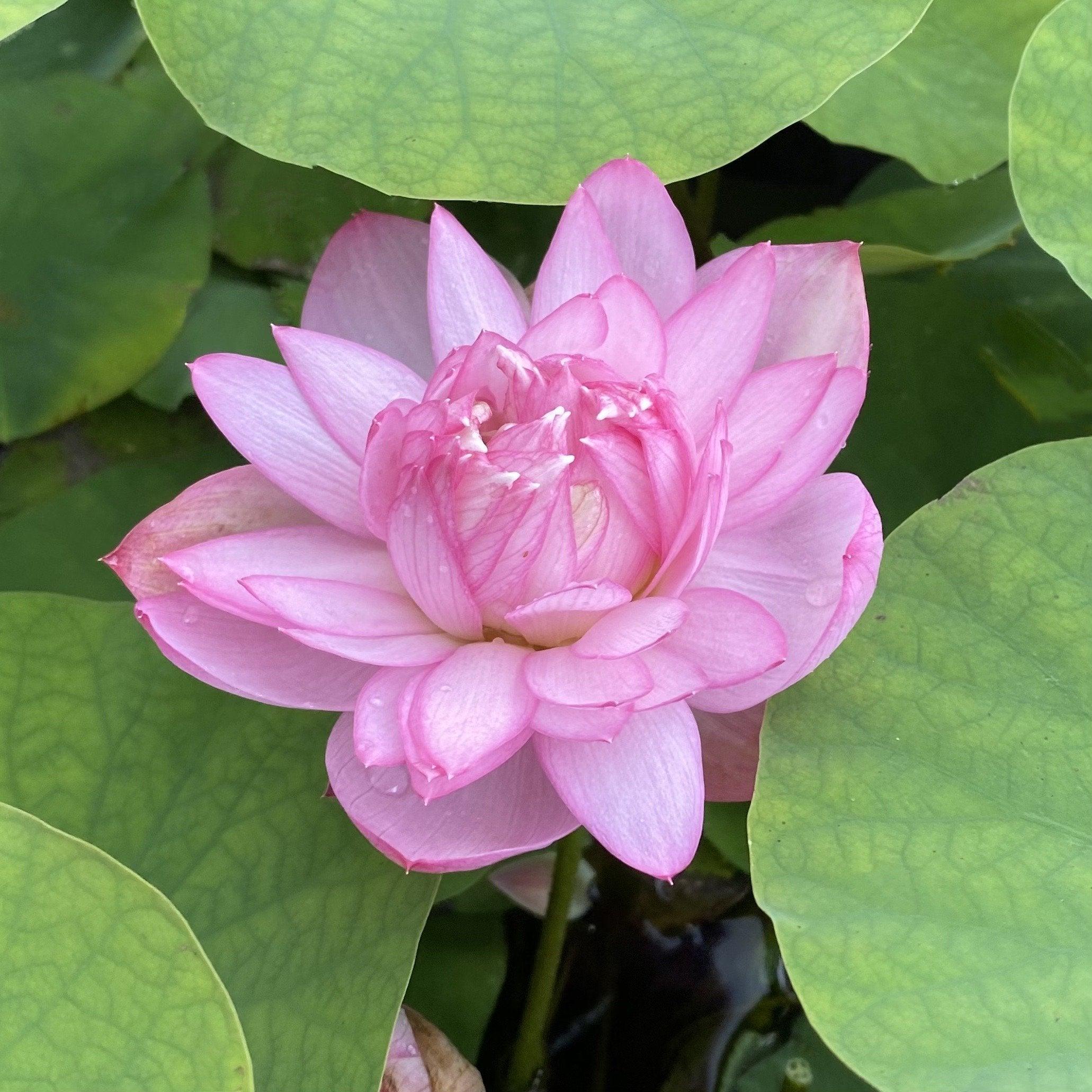 Pink Pixie - A Mini Sprinkle of Fairy Dust Lotus (Bare Root) - Play It Koi