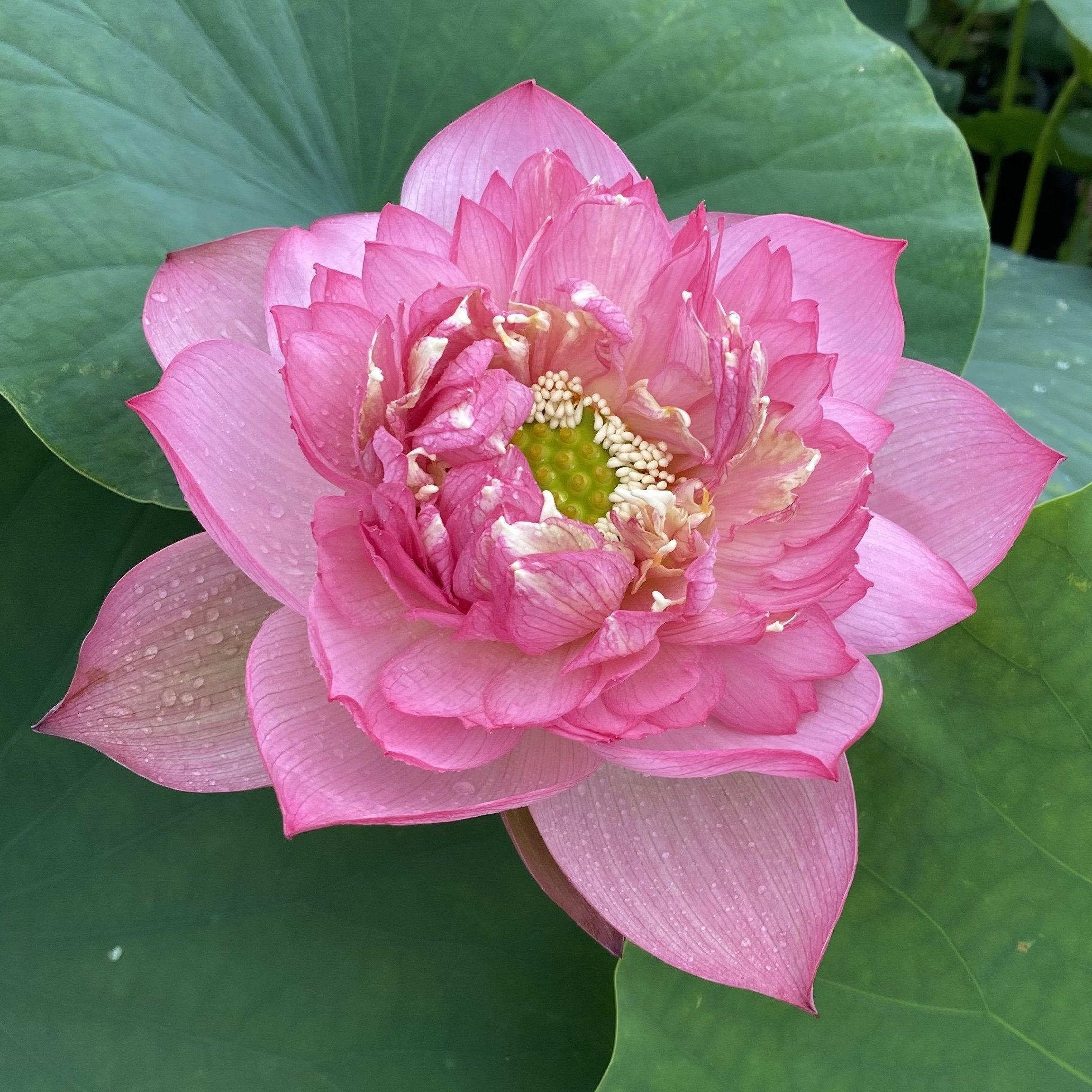 Pink Symphony - Delicious Color Lotus (Bare Root) - Play It Koi