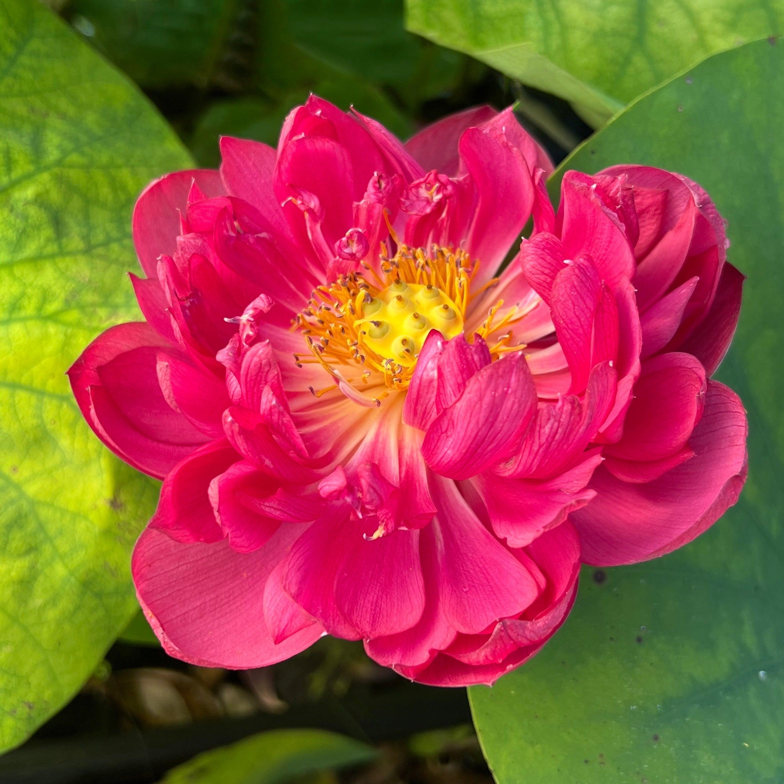 Plum Robe Lotus (Bare Root) - Play It Koi