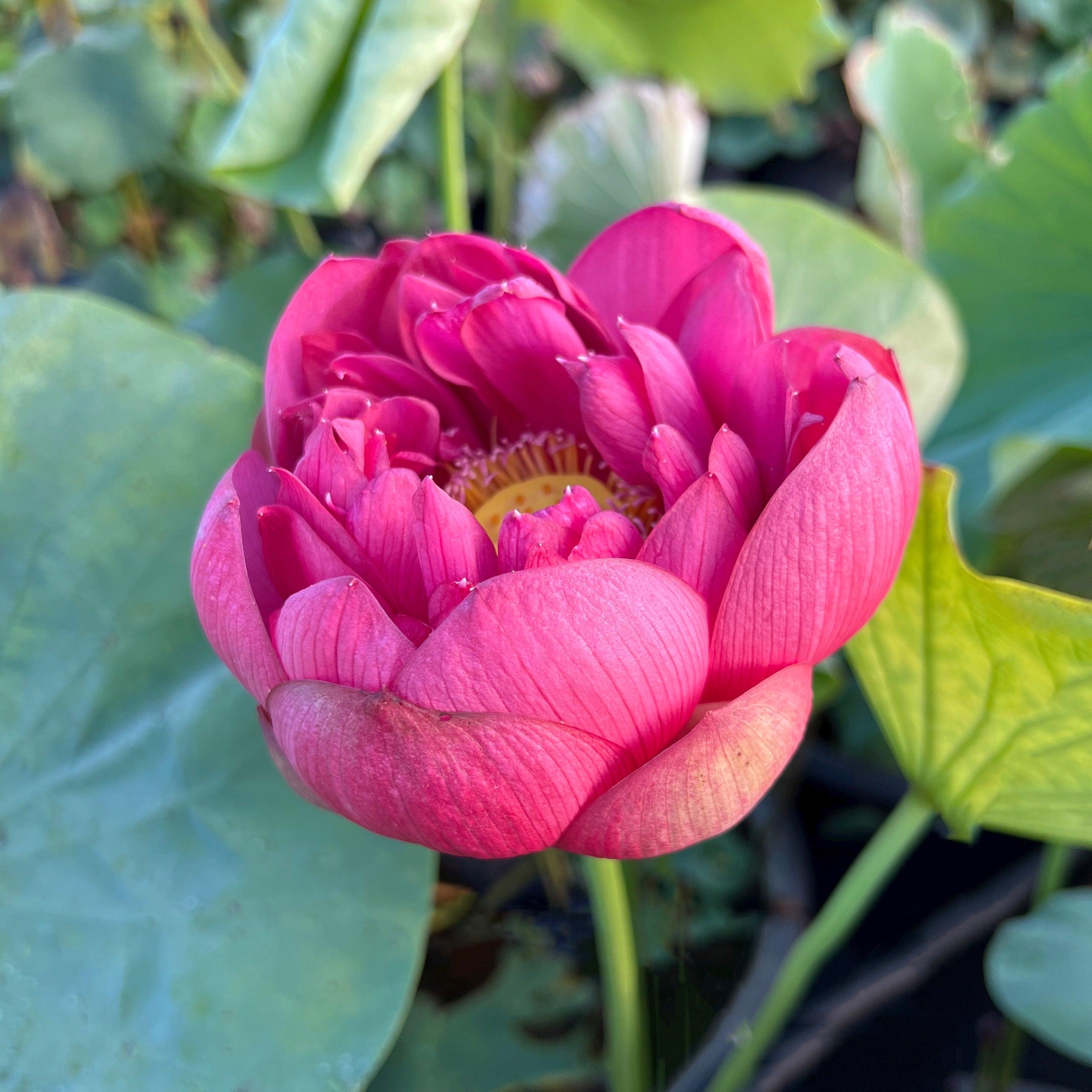 Plum Robe Lotus (Bare Root) - Play It Koi