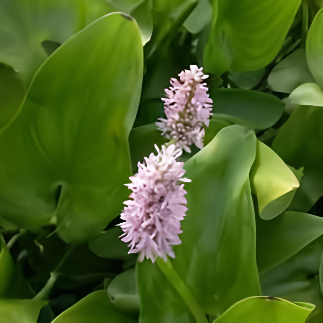 Pontederia Cordata 'Pink Pons' - Pink Pickerel (Bare Root) - Play It Koi
