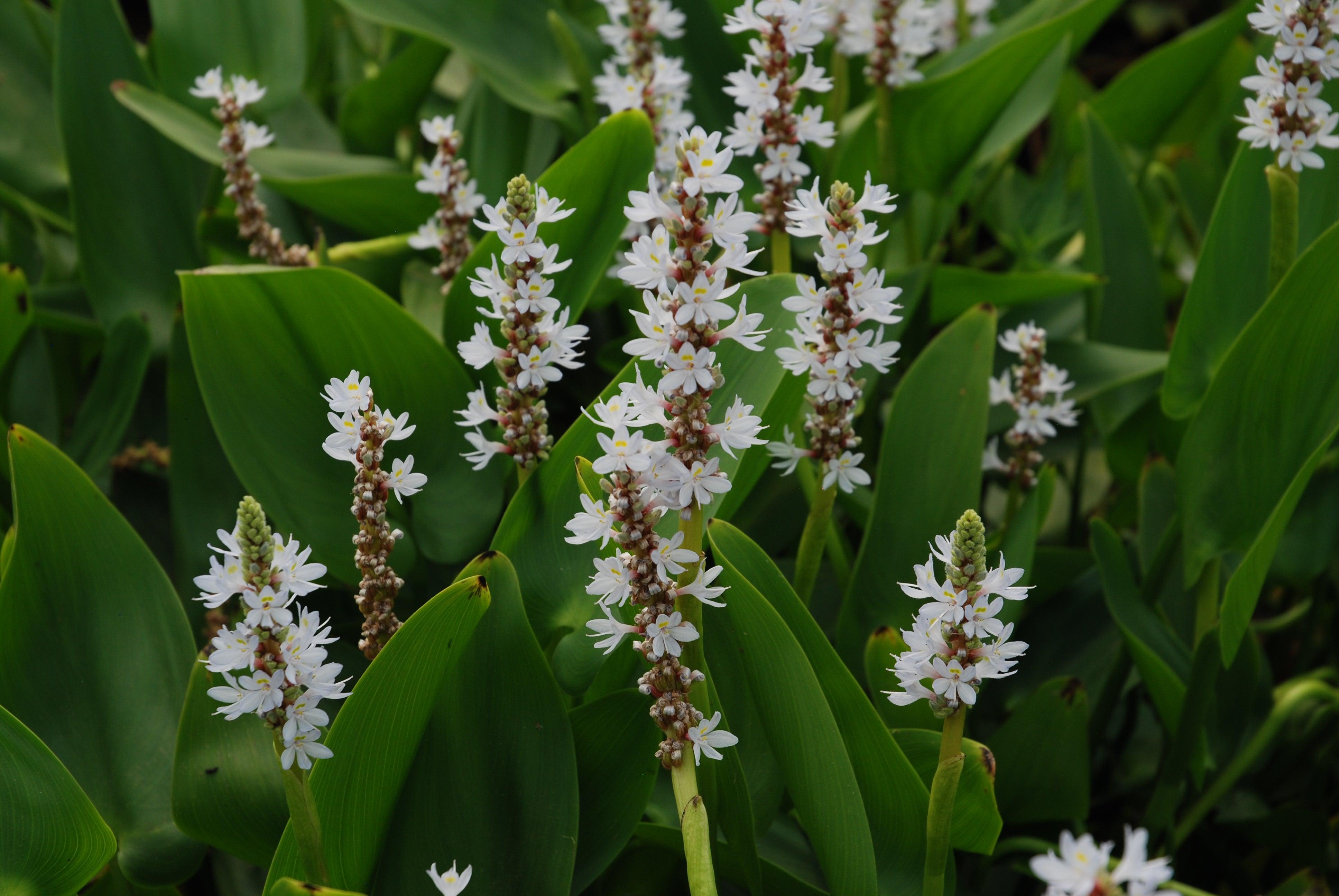 Pontederia Cordata 'White Pickerel Rush' (Bare Root) - Play It Koi