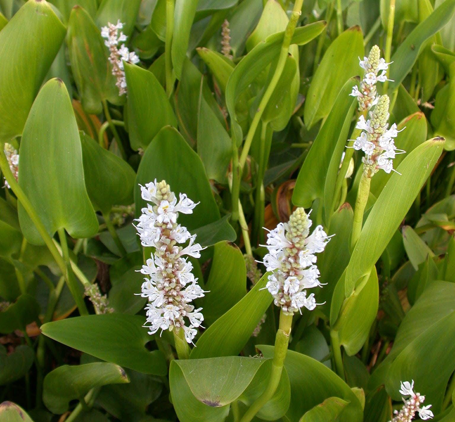 Pontederia Cordata 'White Pickerel Rush' (Bare Root) - Play It Koi