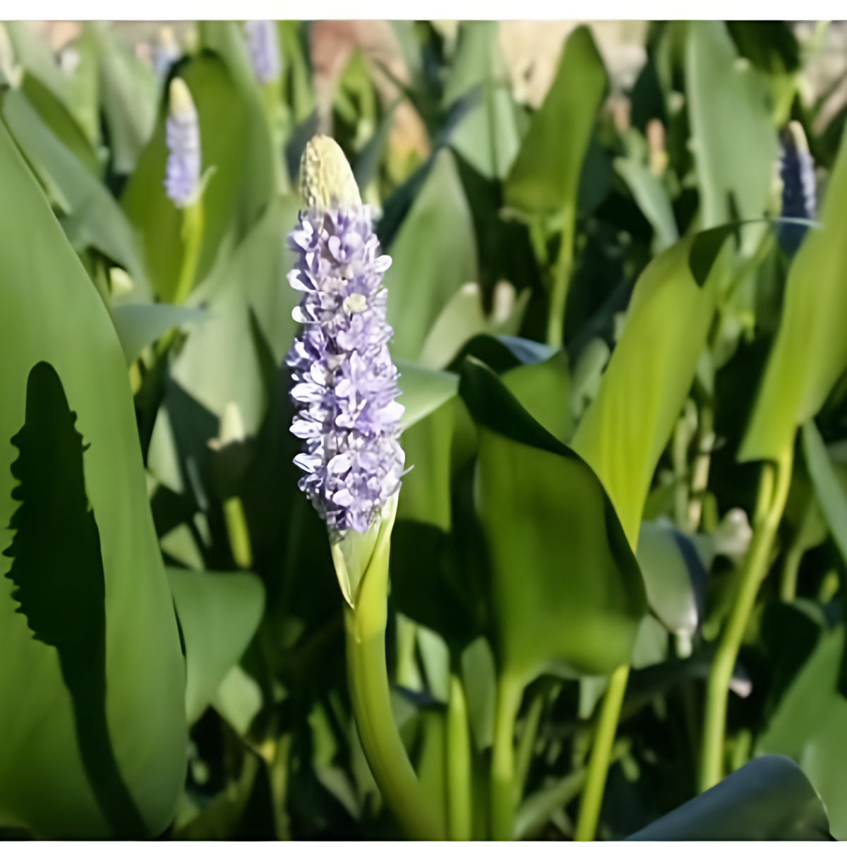 Pontederia Dilatata - Royal Pickerel Rush (Bare Root) - Play It Koi