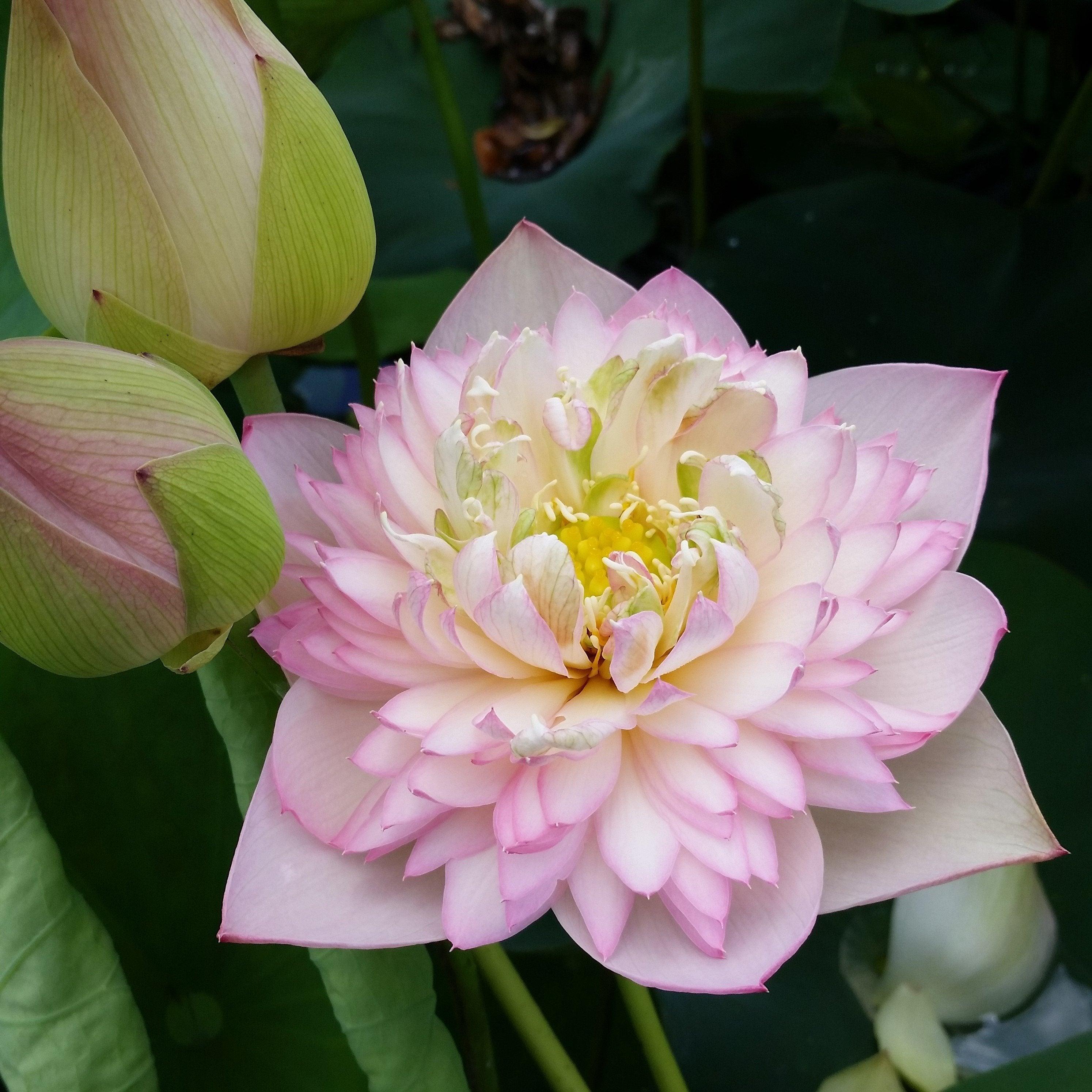 Pretty Flower Lotus (Bare Root) - Play It Koi