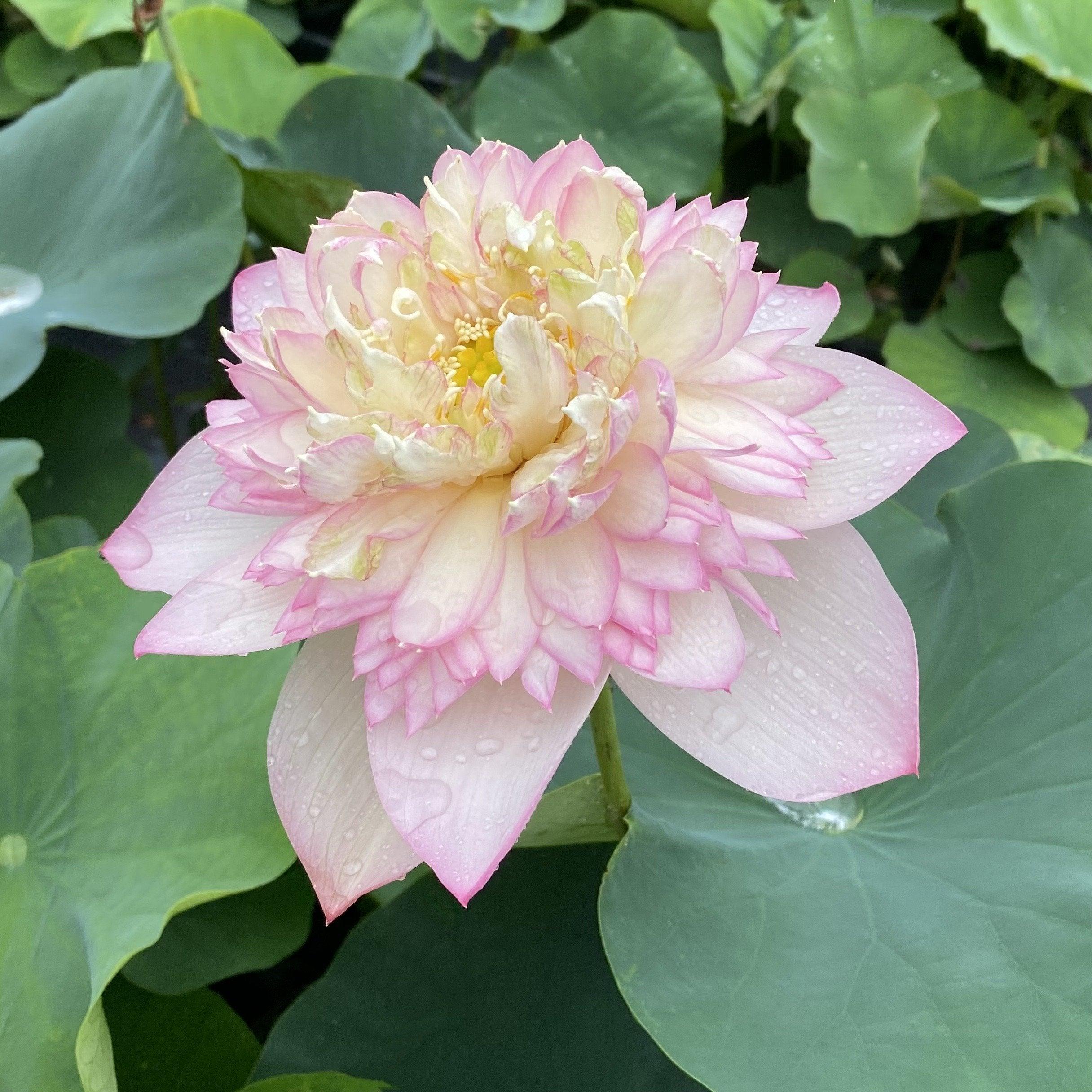 Pretty Flower Lotus (Bare Root) - Play It Koi
