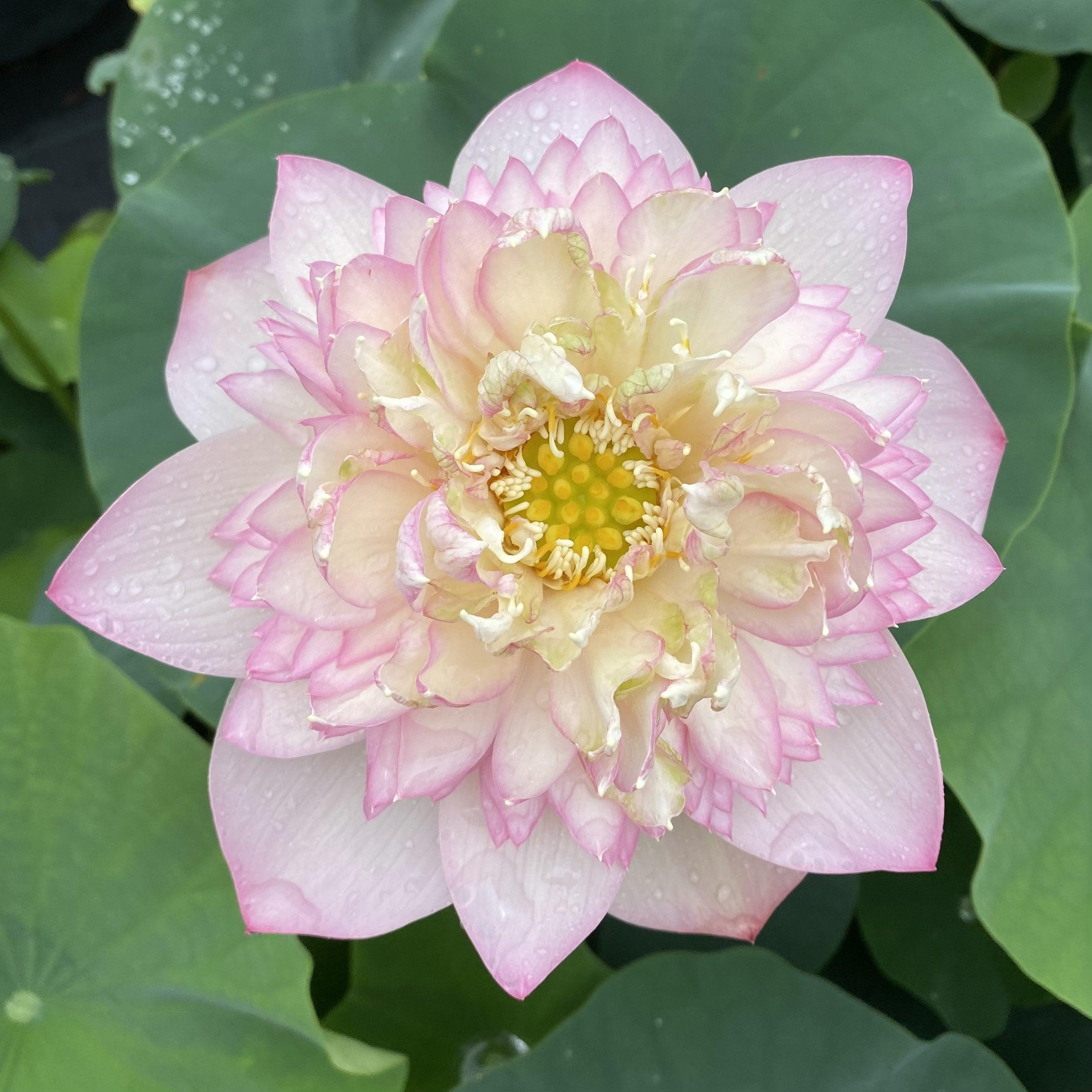 Pretty Flower Lotus (Bare Root) - Play It Koi