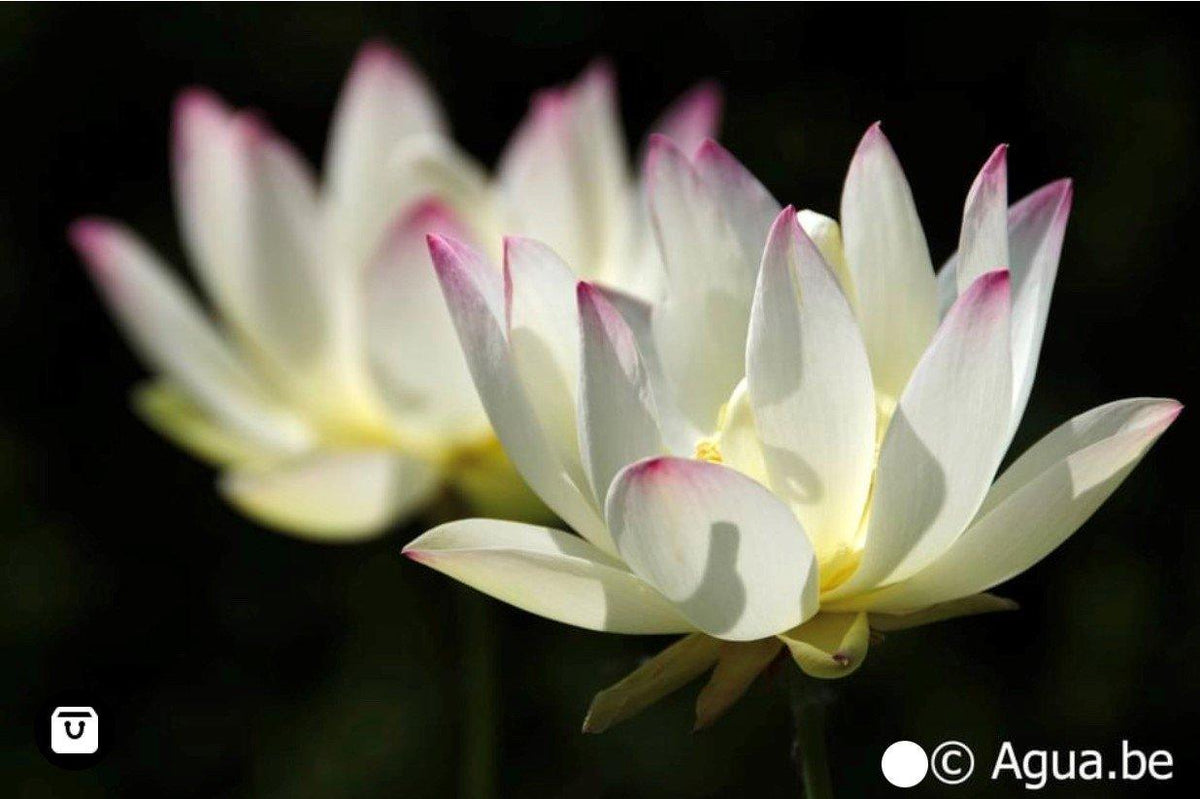 Hoa sen Nelumbo Nucifera 'Công chúa Abby' (Rễ trần)