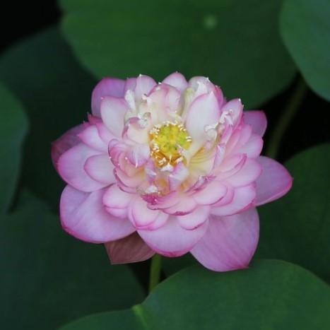 Princess Ellen of Ten Mile Creek Lotus (Bare Root) - Play It Koi