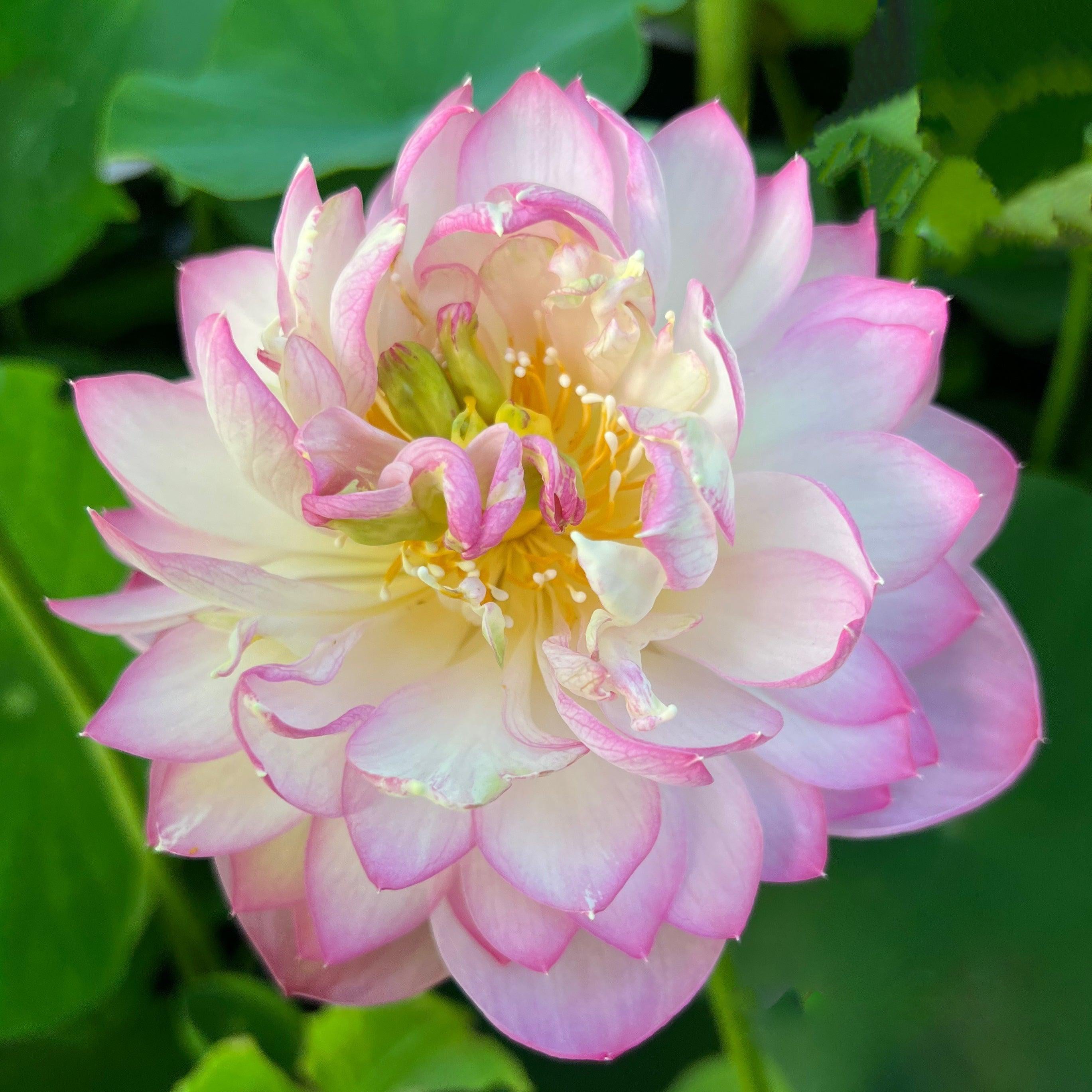 Princess Ellen of Ten Mile Creek Lotus (Bare Root) - Play It Koi