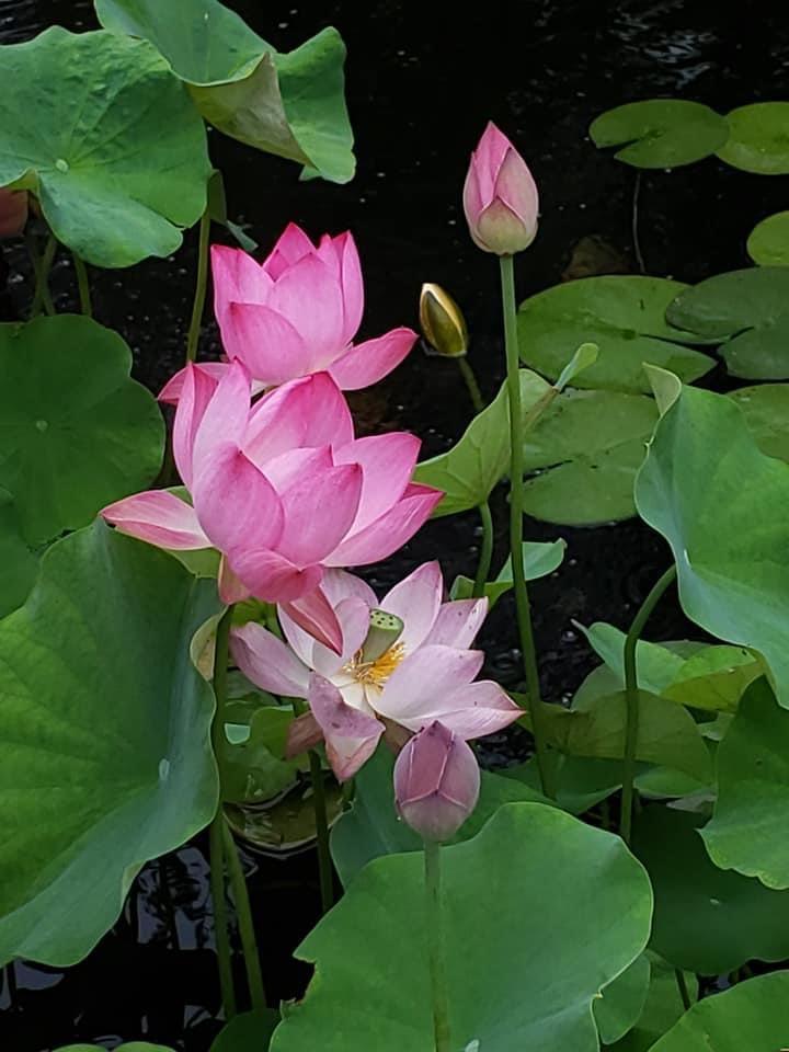 Princess Harper of Ten Mile Creek Lotus (Bare Root) - Play It Koi