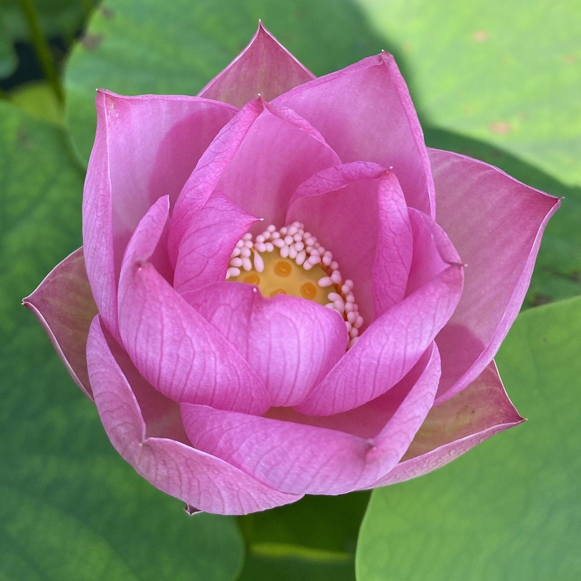 Princess Harper of Ten Mile Creek Lotus (Bare Root) - Play It Koi