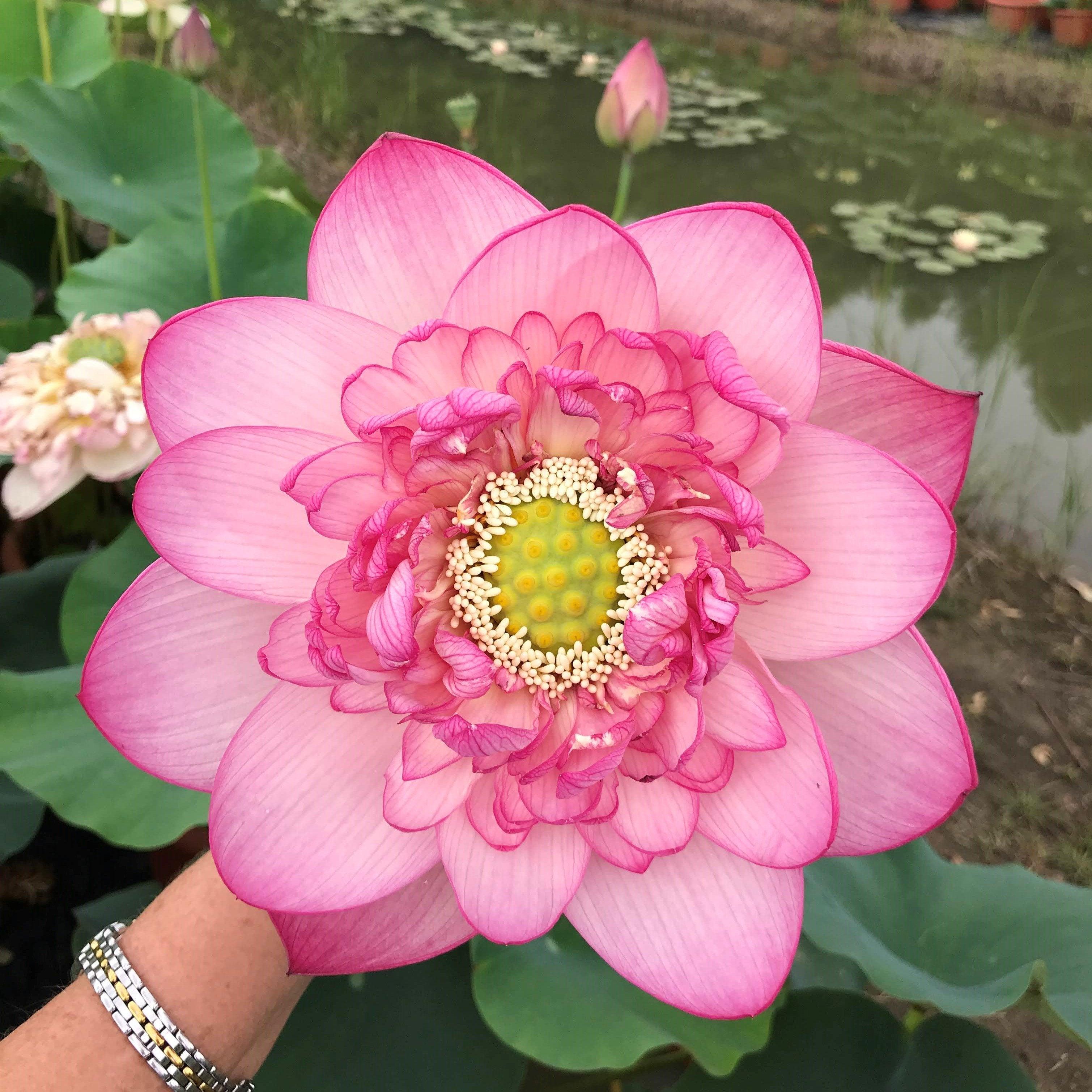 Prosperous Purple Lotus (Bare Root) - Play It Koi