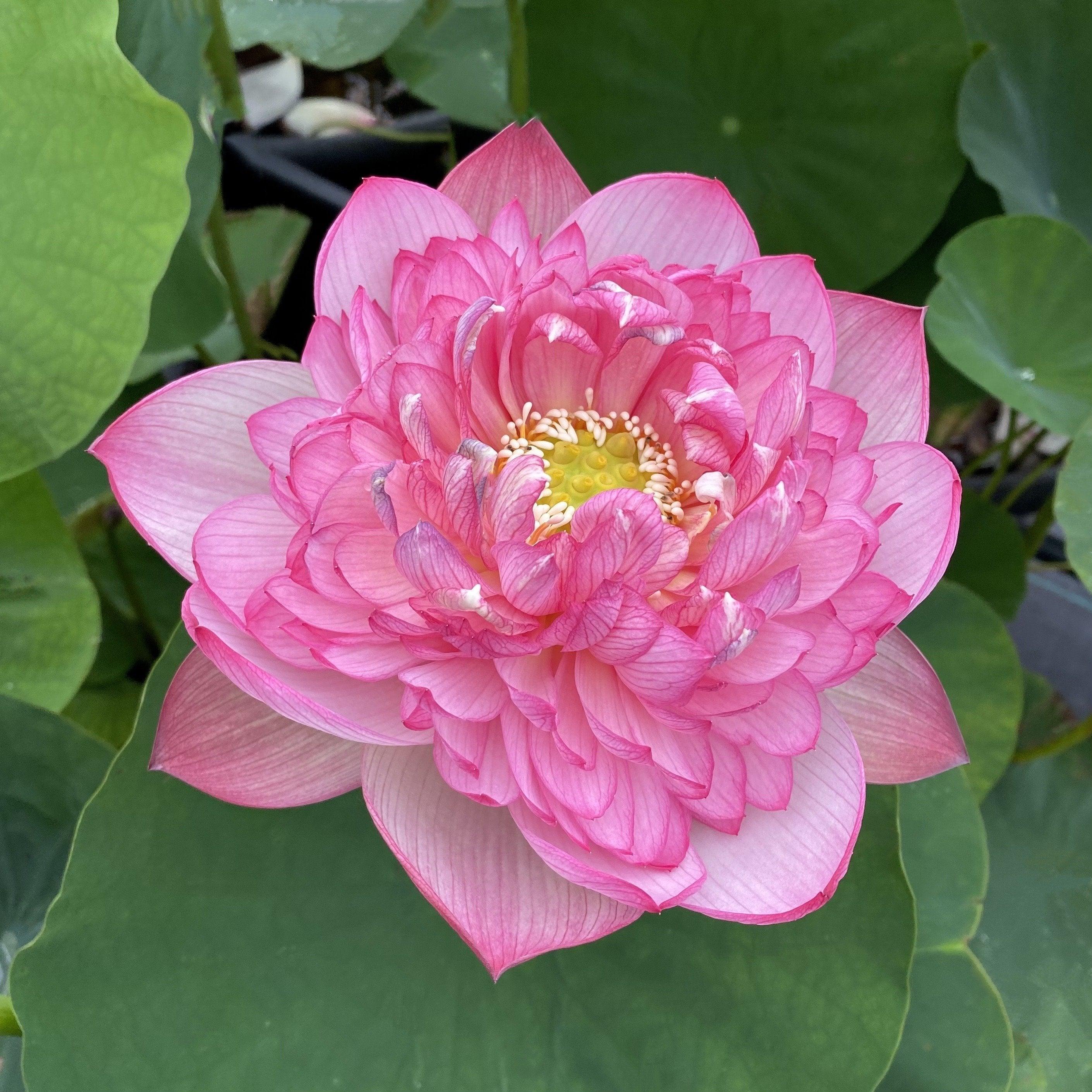 Prosperous Purple Lotus (Bare Root) - Play It Koi